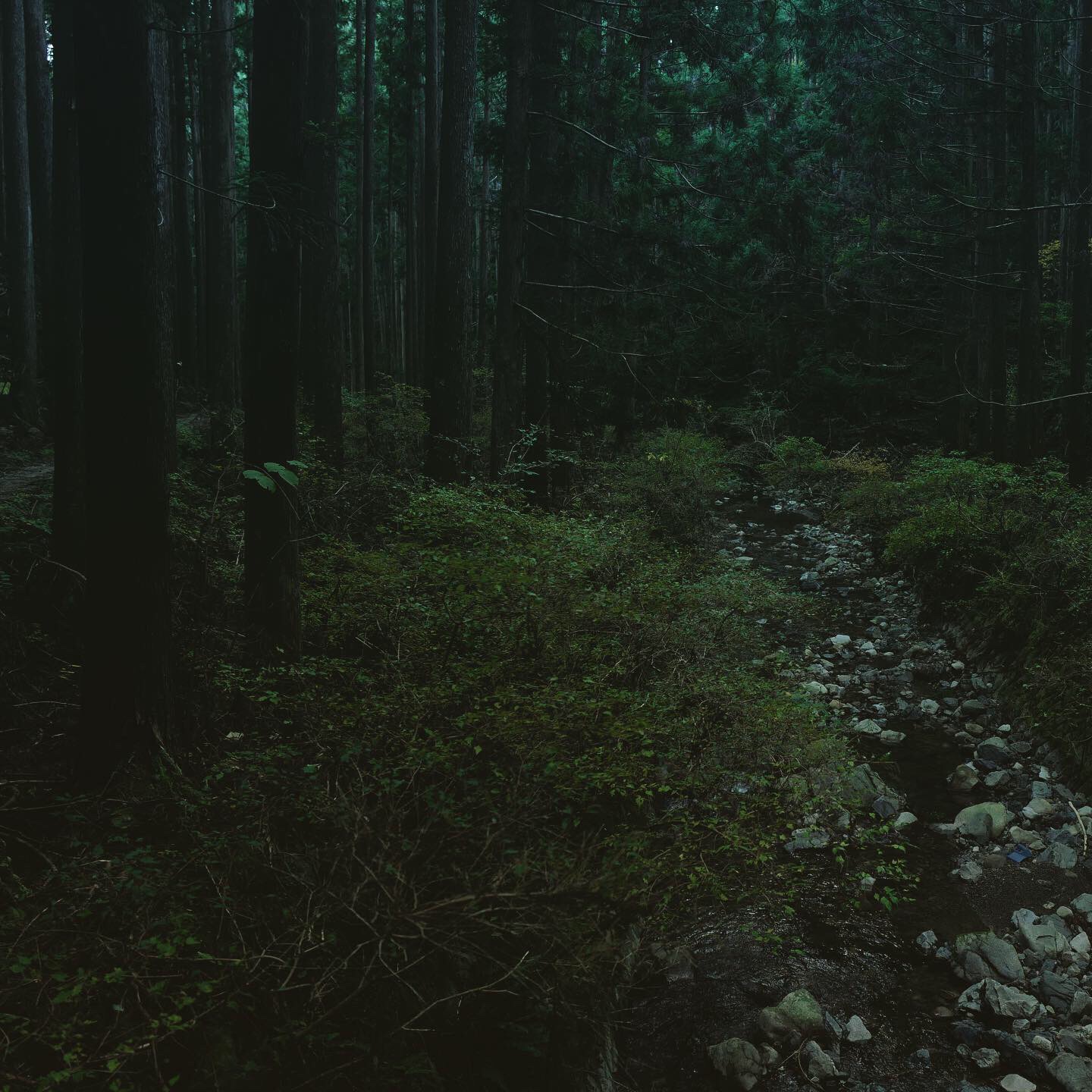 熊野古道--《千与千寻》同款徒步线路,通往心灵秘境的千年朝圣的道路