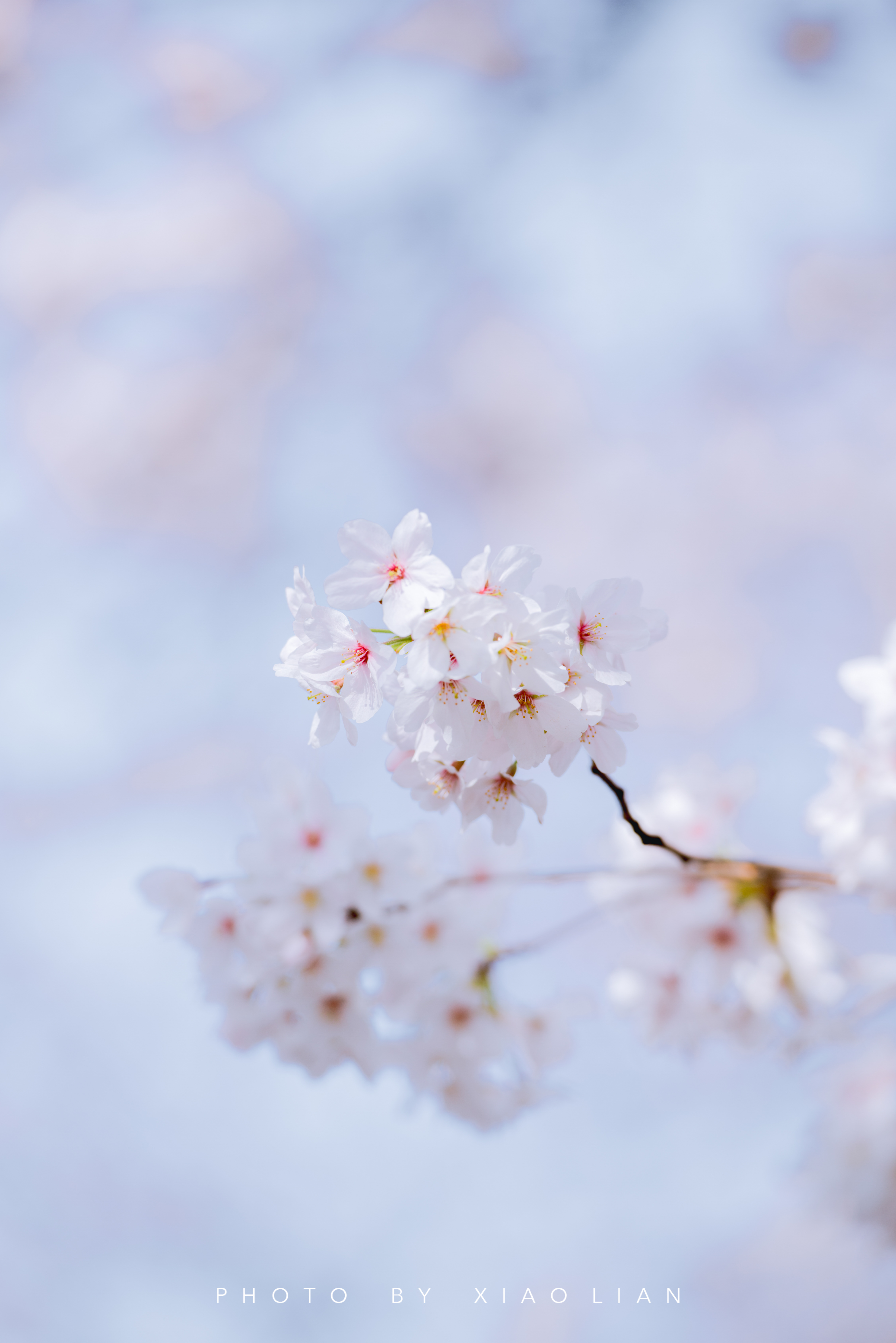 日本 | 慢行关西,赴一场樱之约