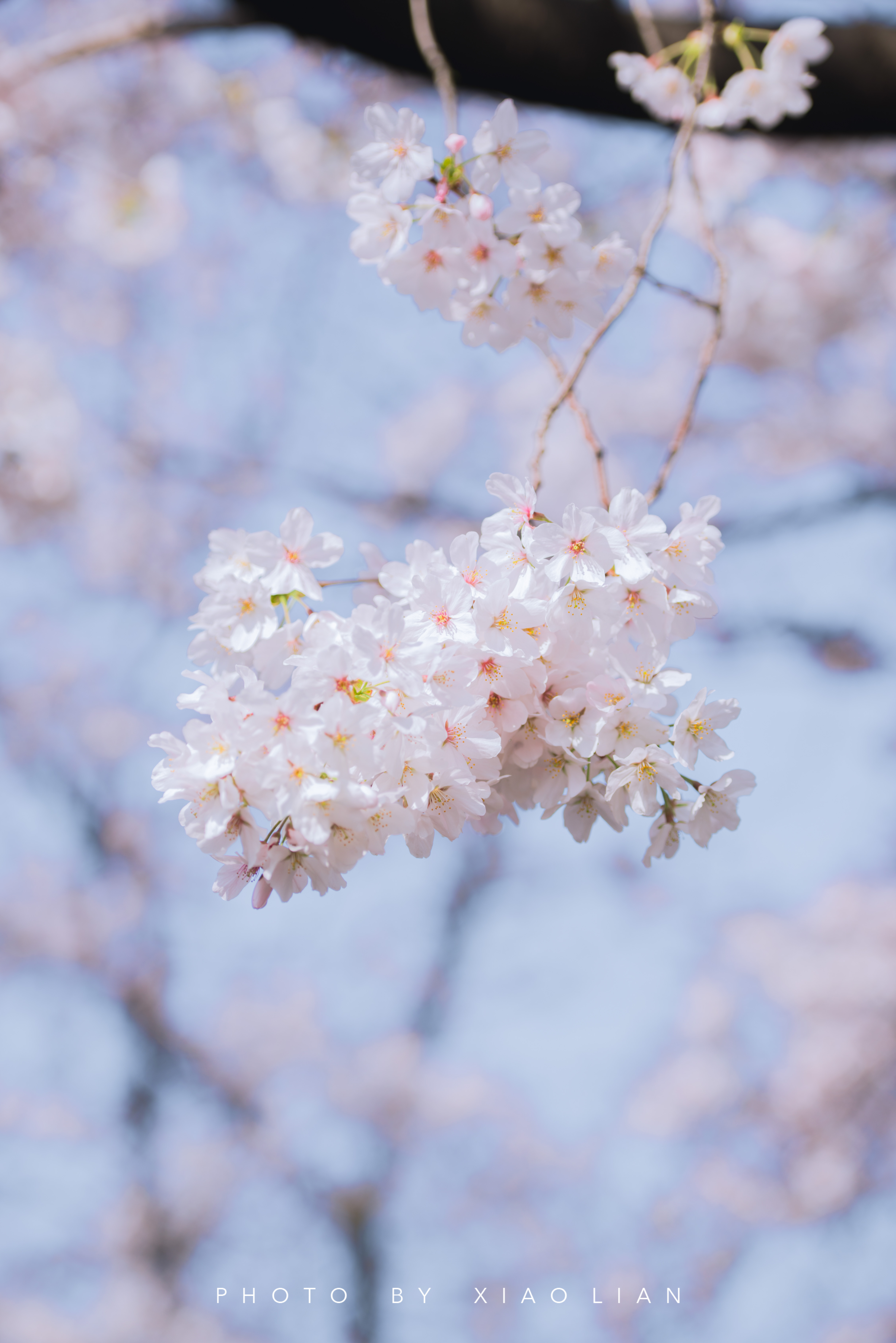 日本 | 慢行关西,赴一场樱之约