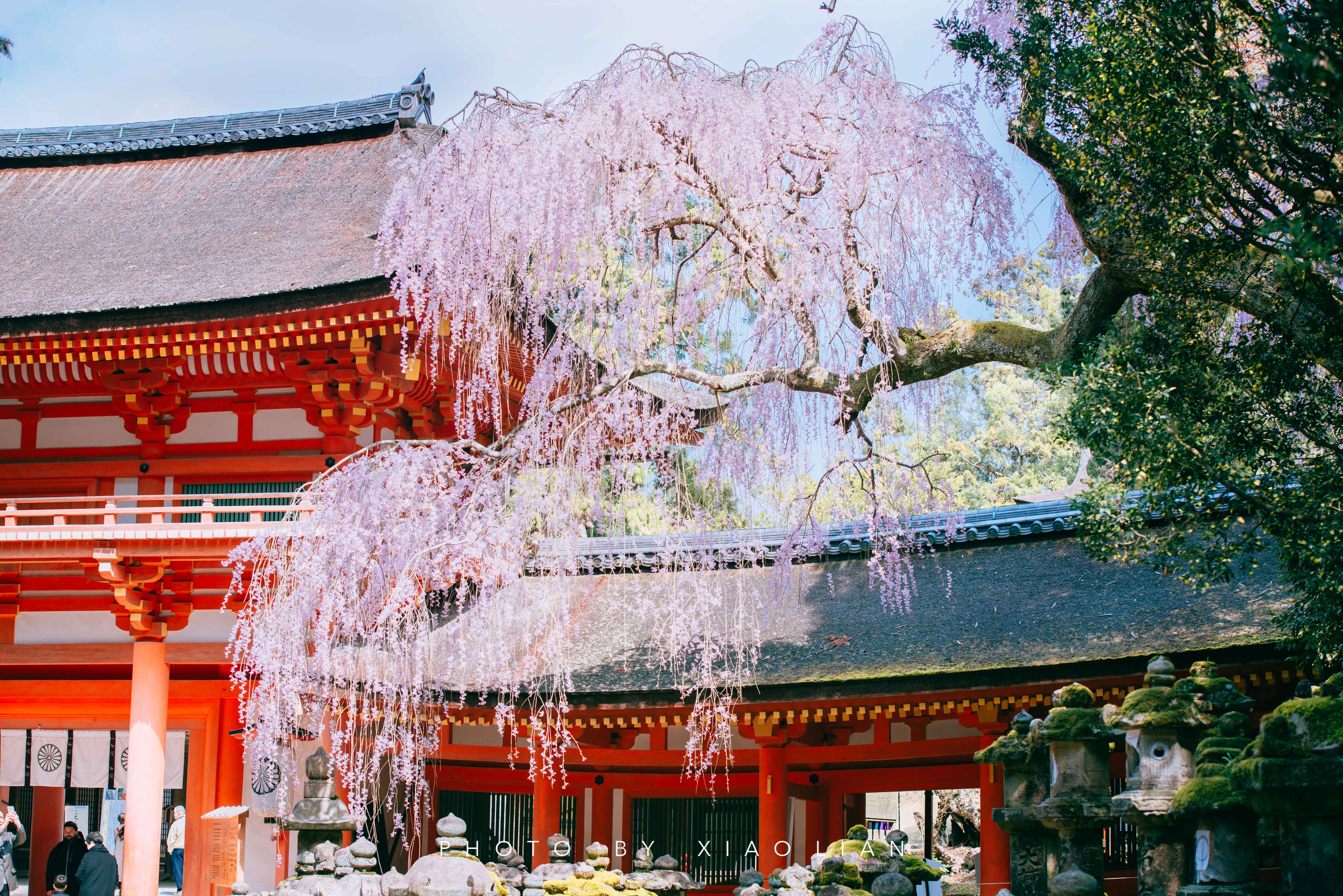 日本 | 慢行关西,赴一场樱之约