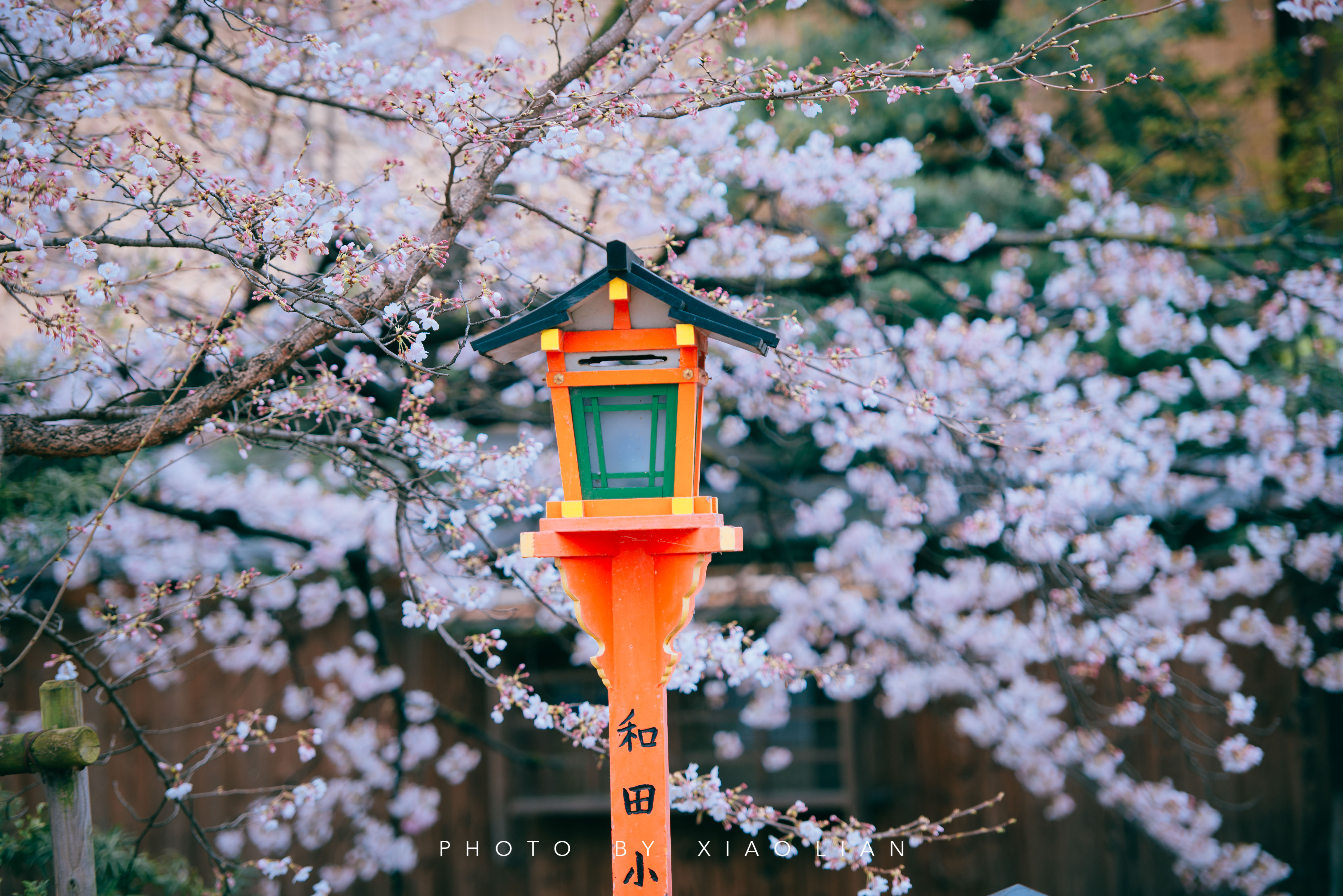 日本 | 慢行关西,赴一场樱之约