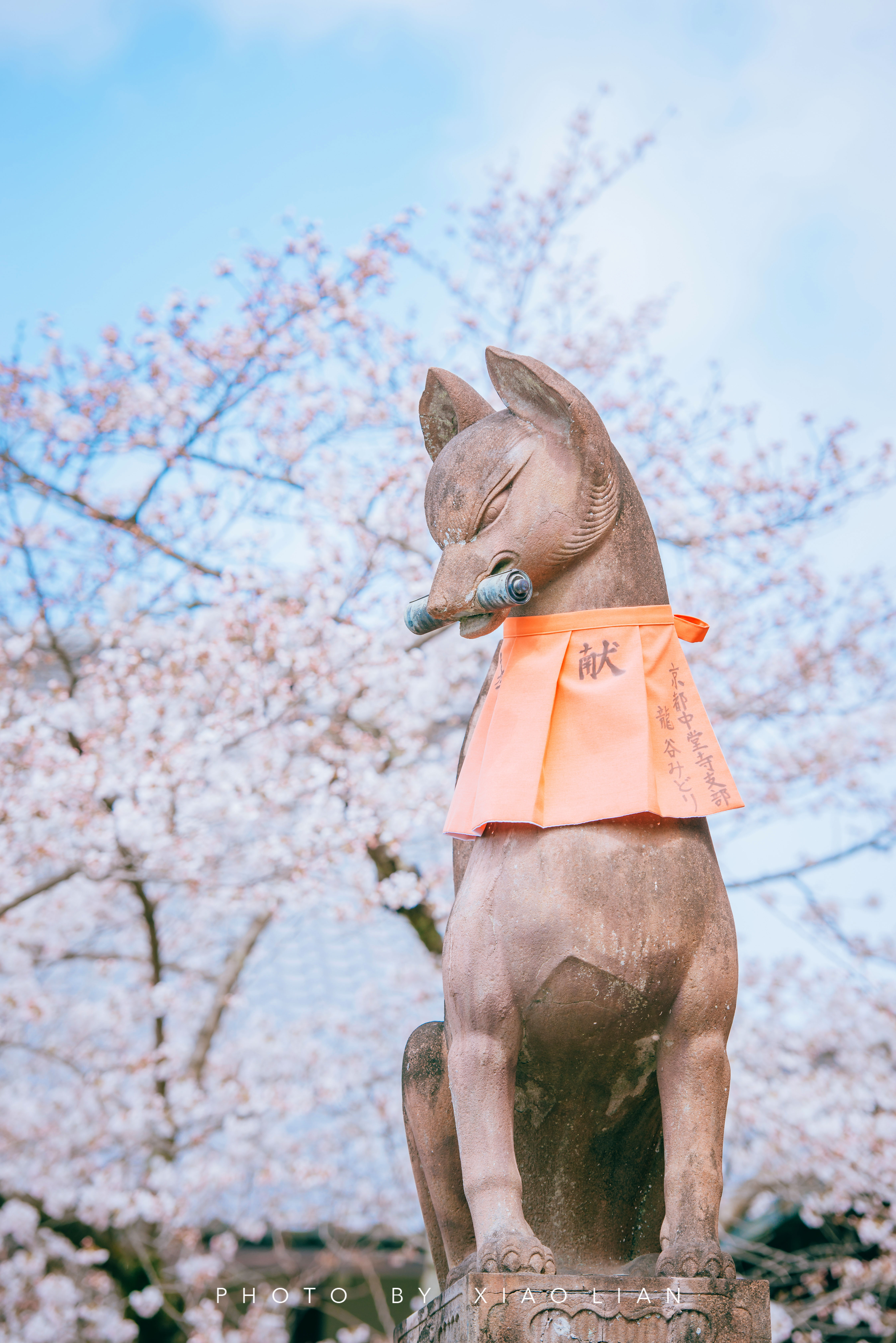 日本 | 慢行关西,赴一场樱之约