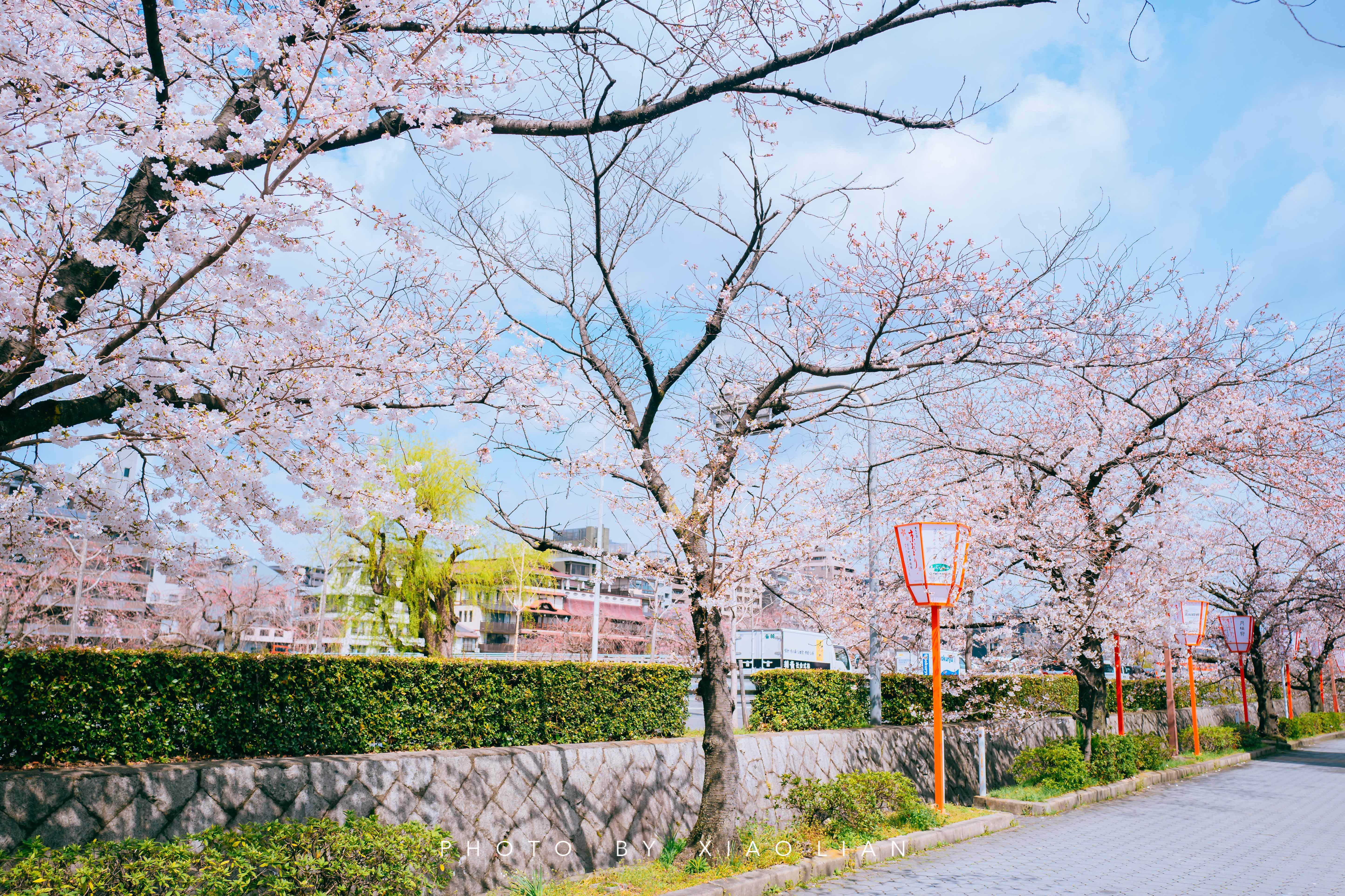 日本 | 慢行关西,赴一场樱之约