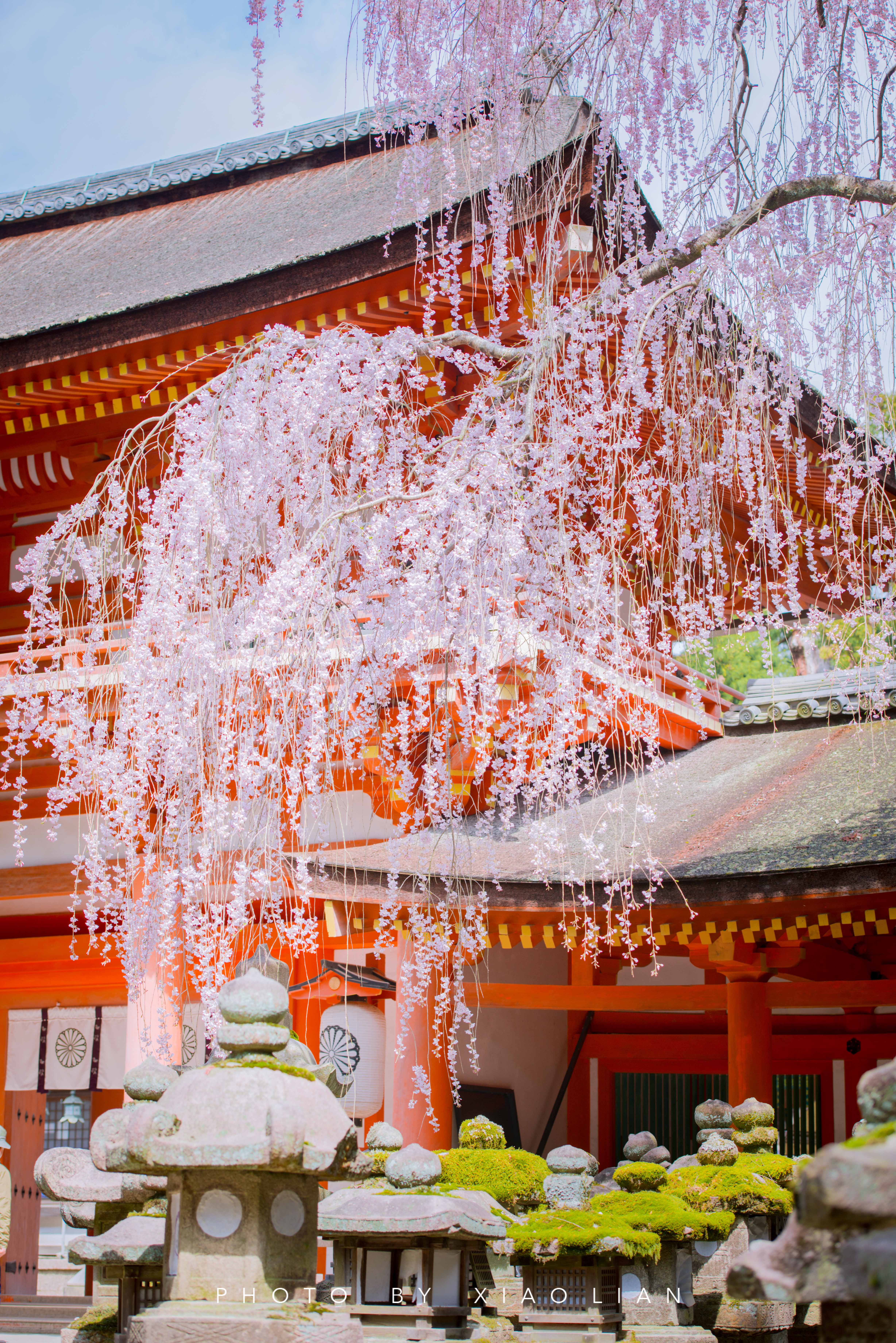 日本 | 慢行关西,赴一场樱之约
