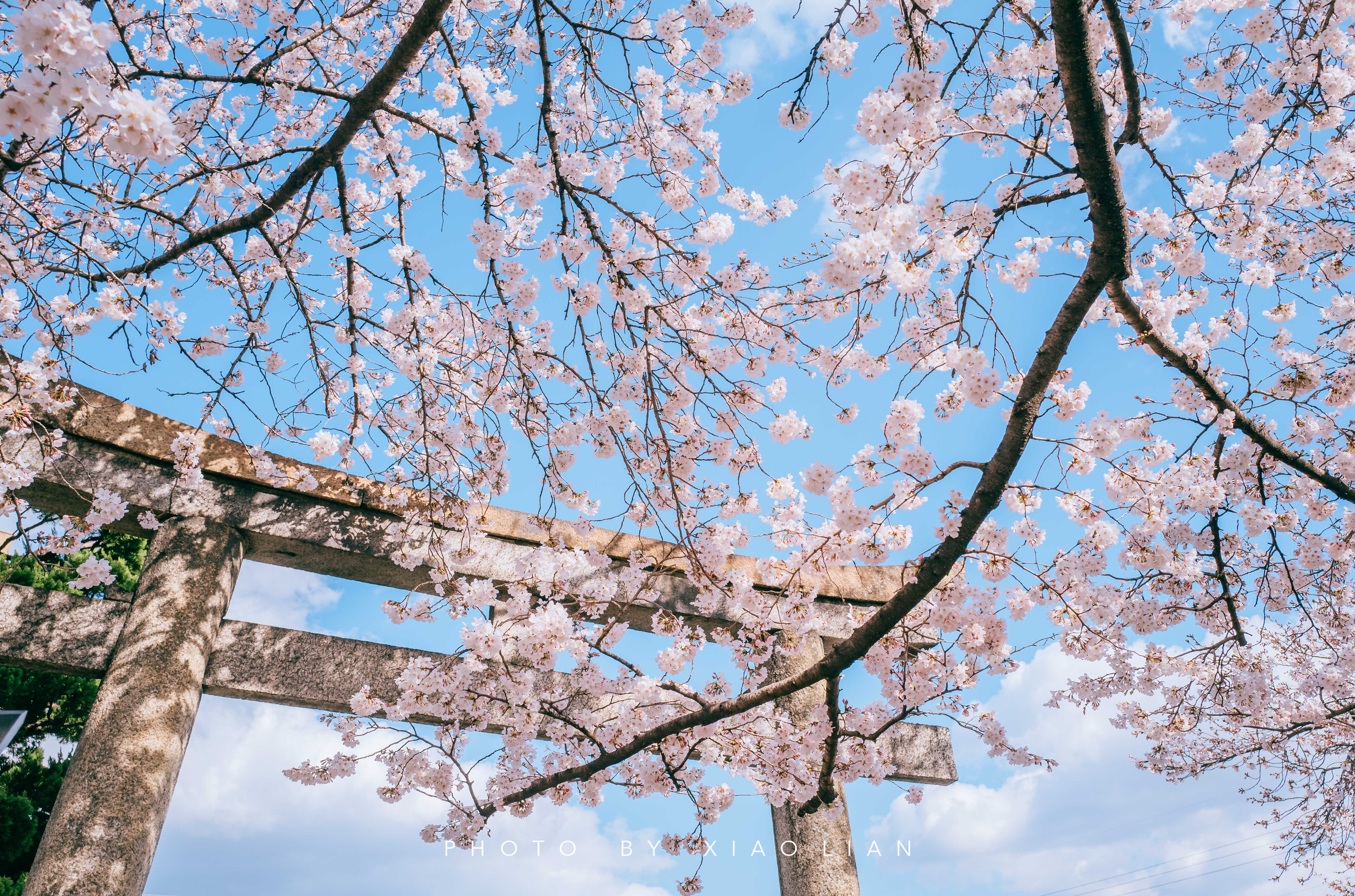 日本 | 慢行关西,赴一场樱之约
