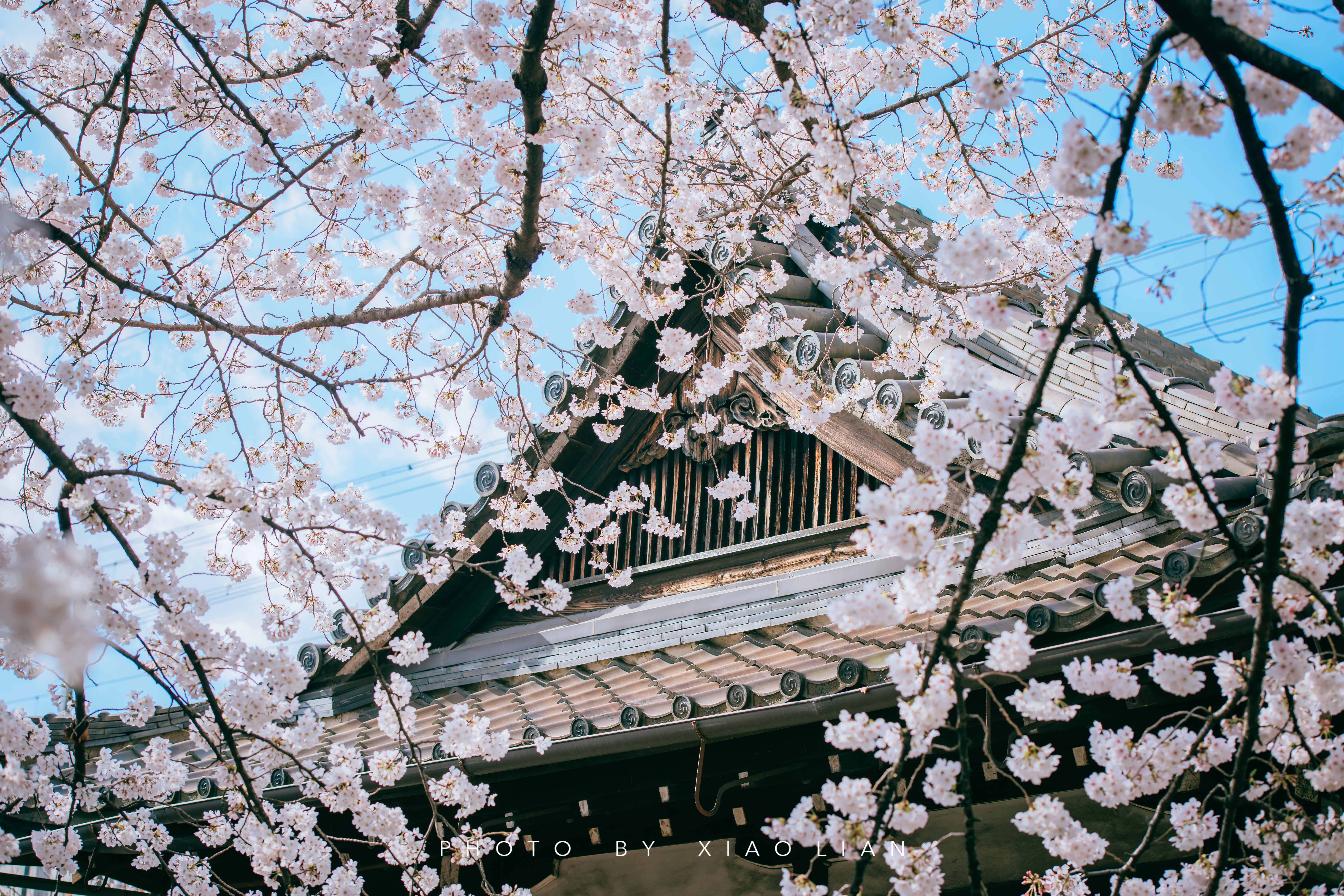 日本 | 慢行关西,赴一场樱之约