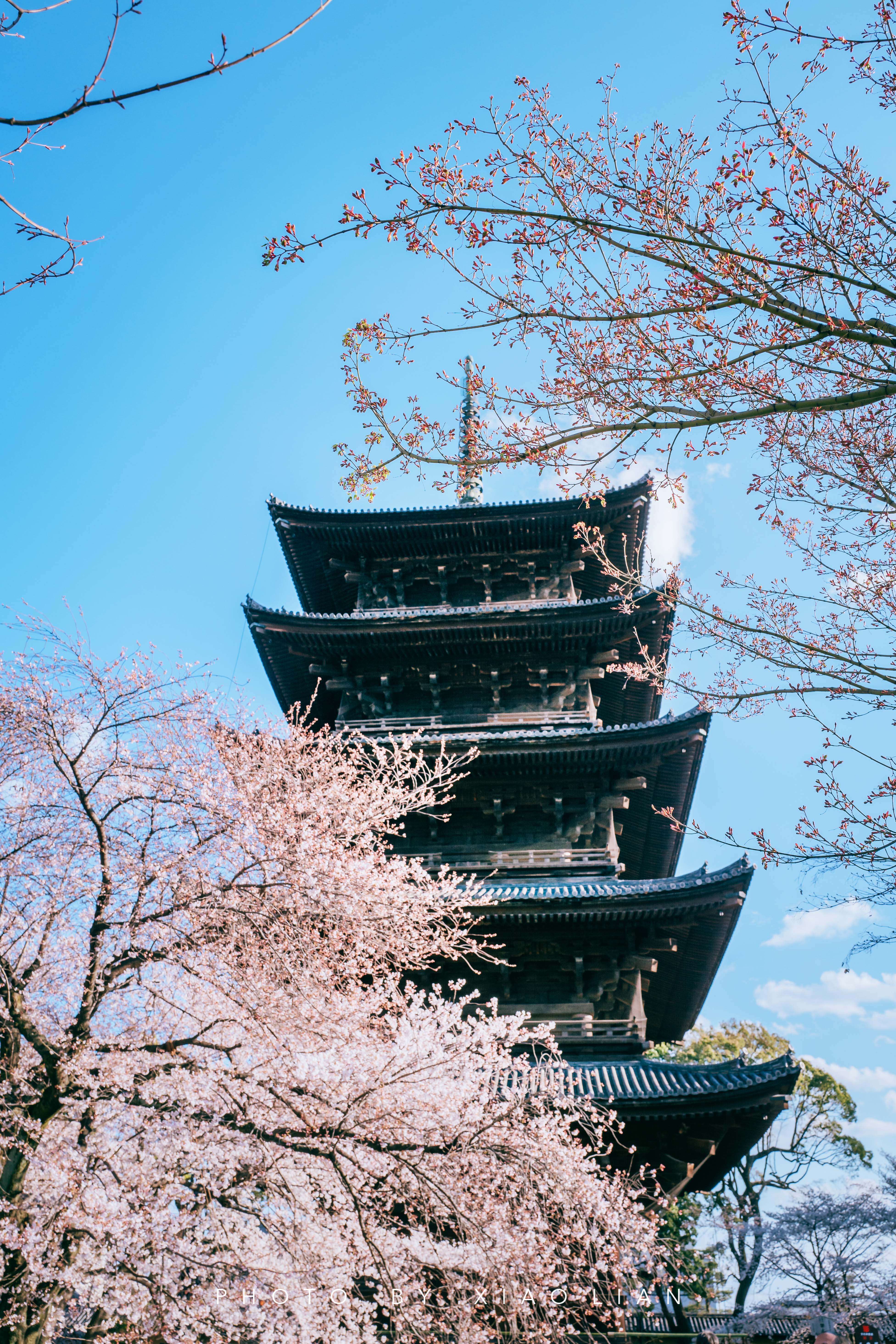 日本 | 慢行关西,赴一场樱之约
