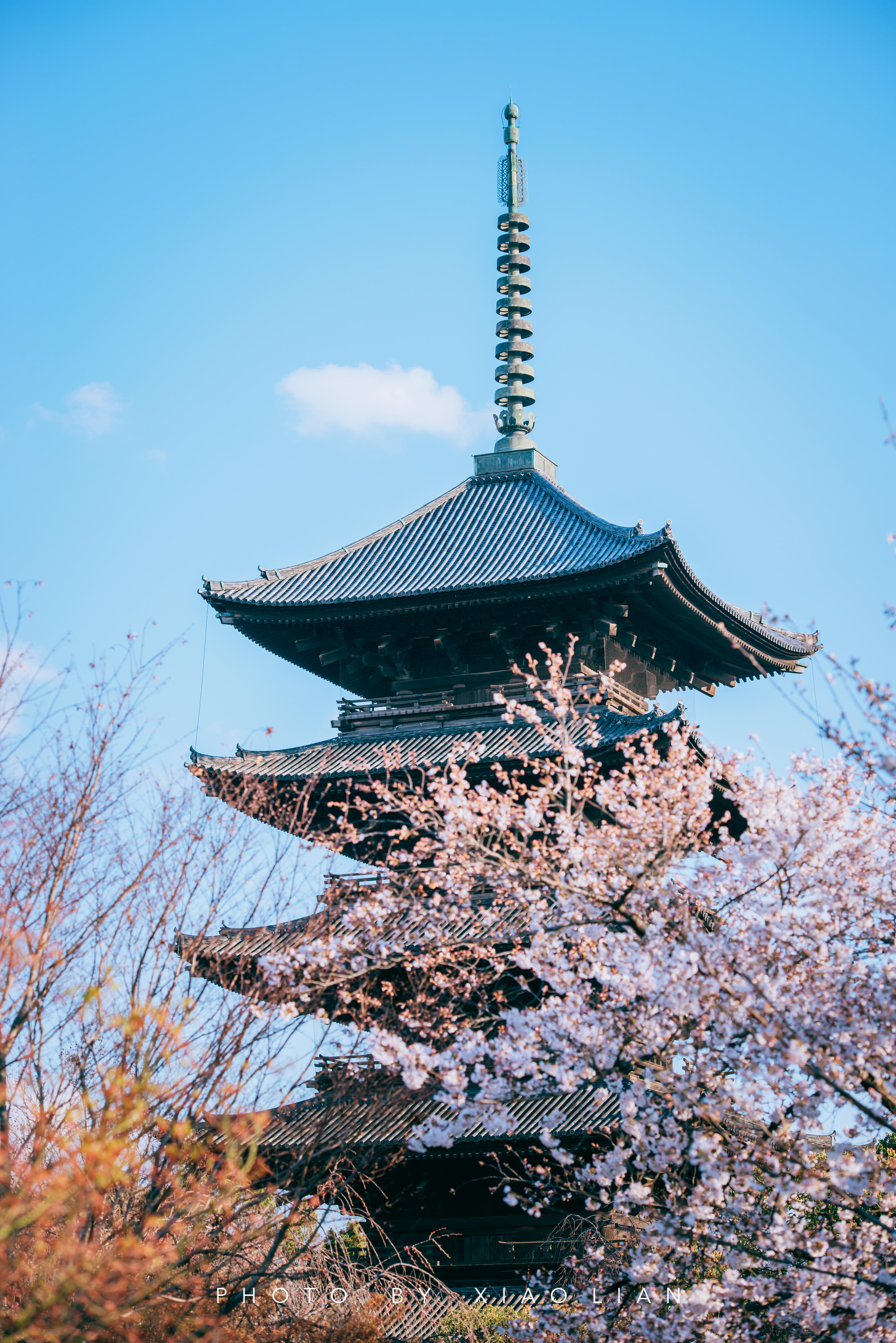 日本 | 慢行关西,赴一场樱之约
