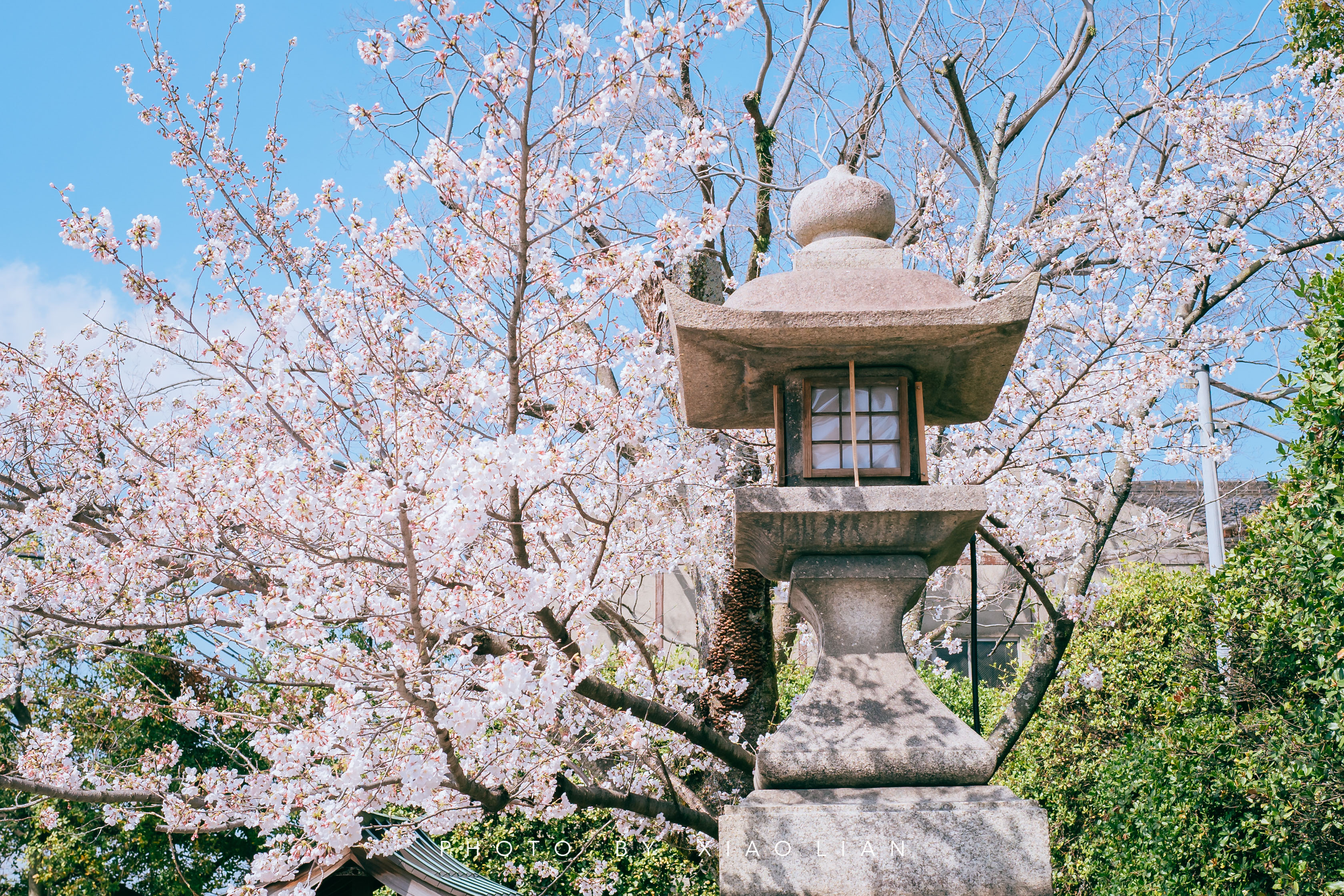 日本 | 慢行关西,赴一场樱之约