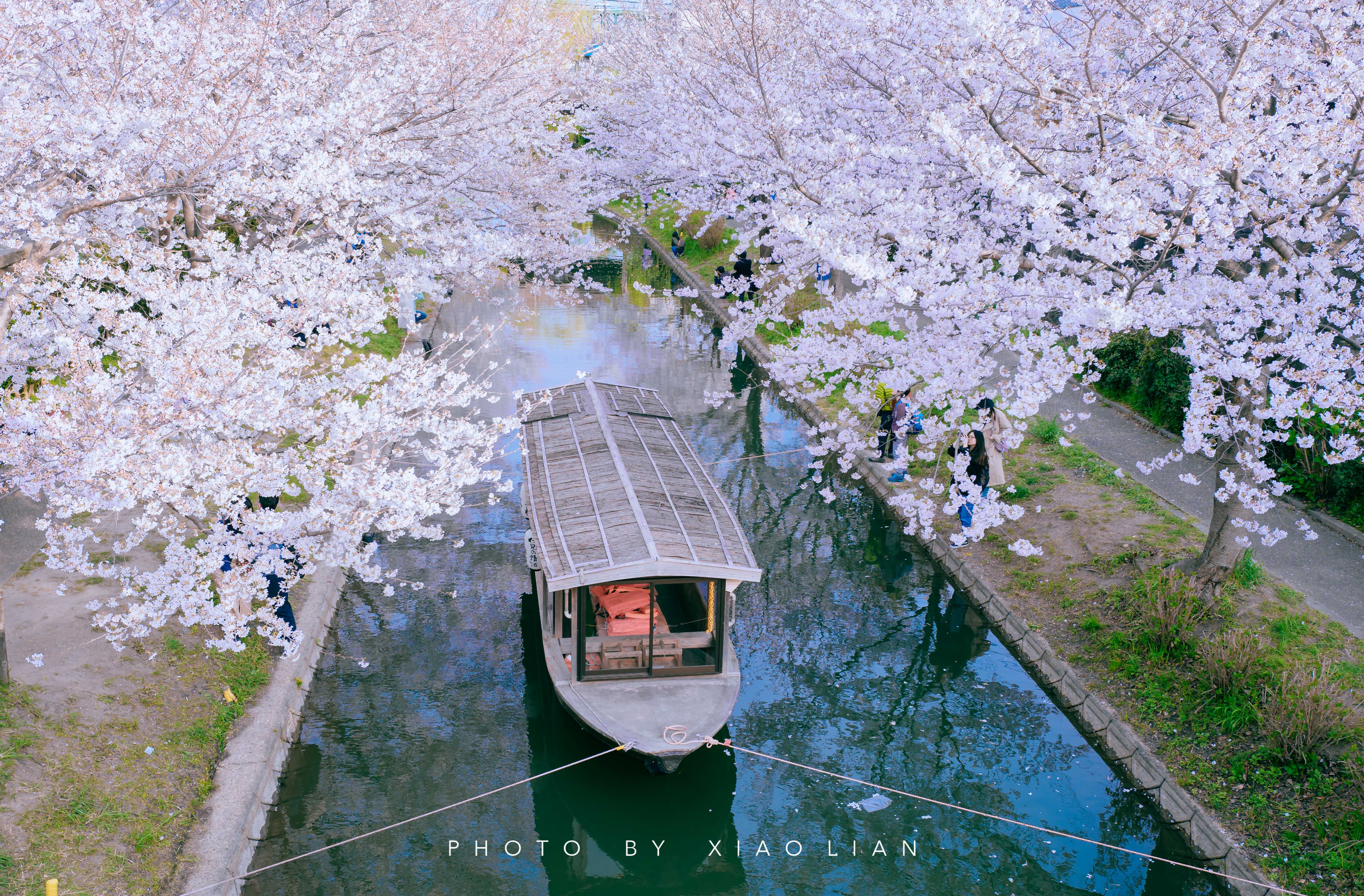日本 | 慢行关西,赴一场樱之约