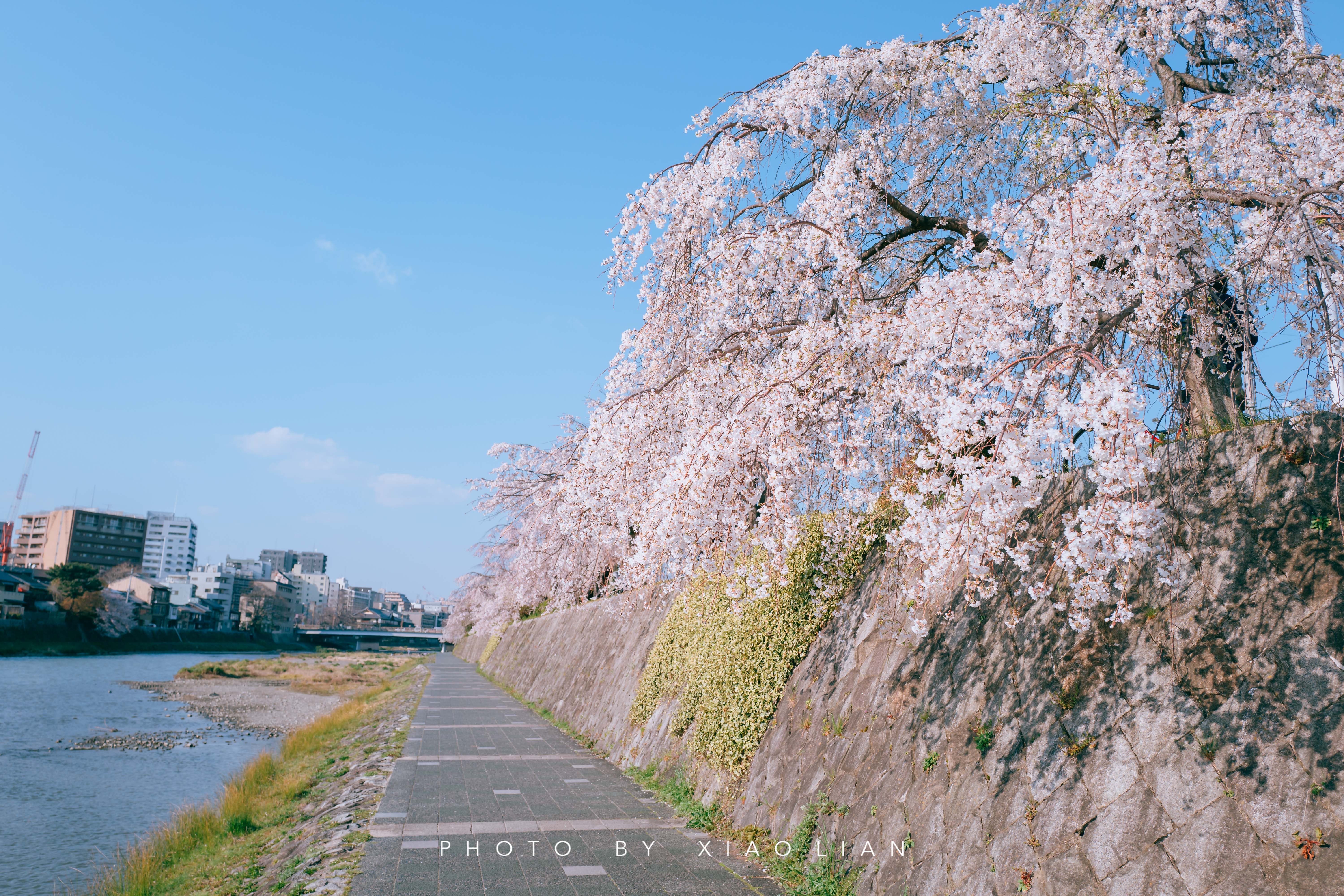 日本 | 慢行关西,赴一场樱之约