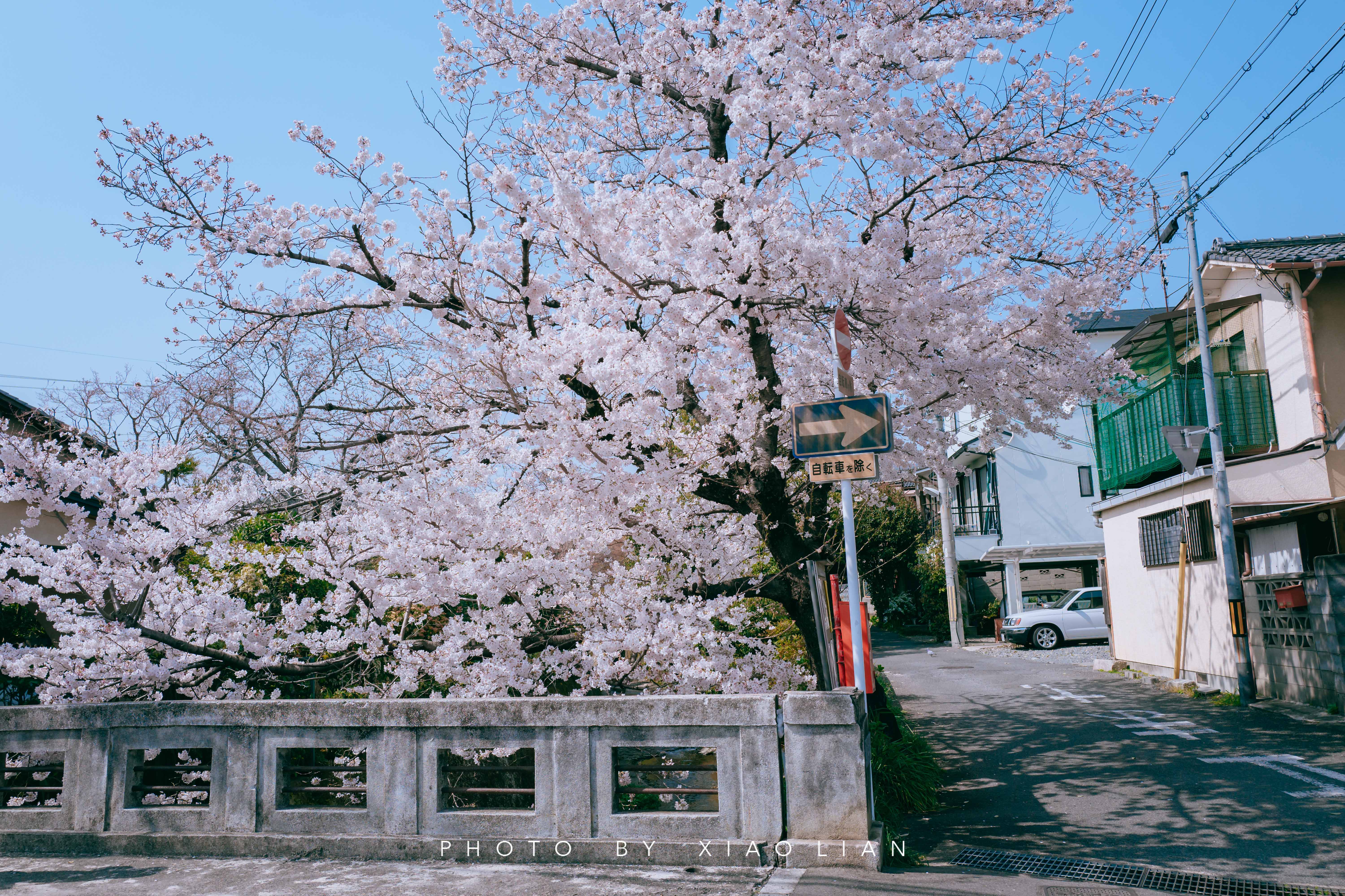 日本 | 慢行关西,赴一场樱之约