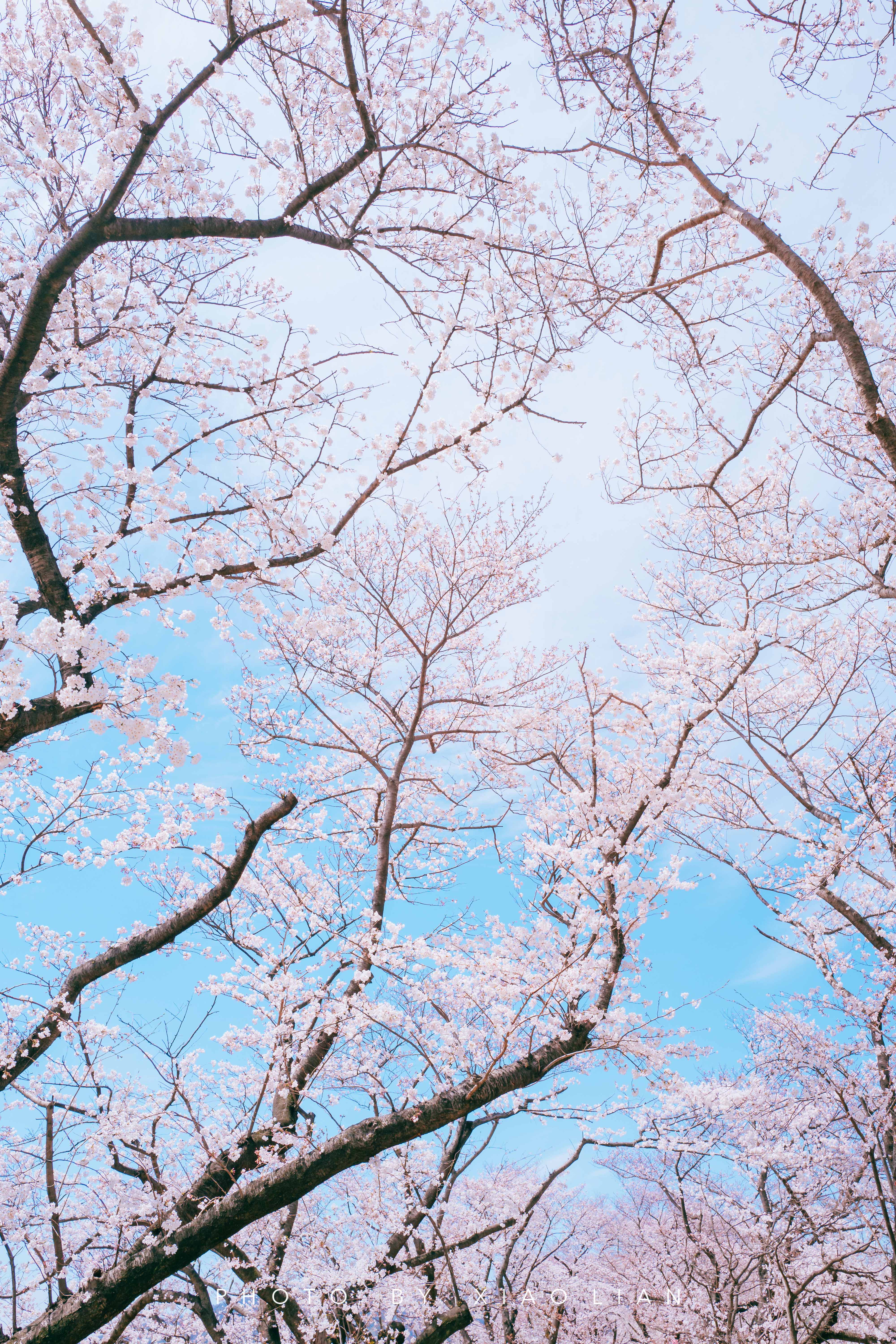日本 | 慢行关西,赴一场樱之约