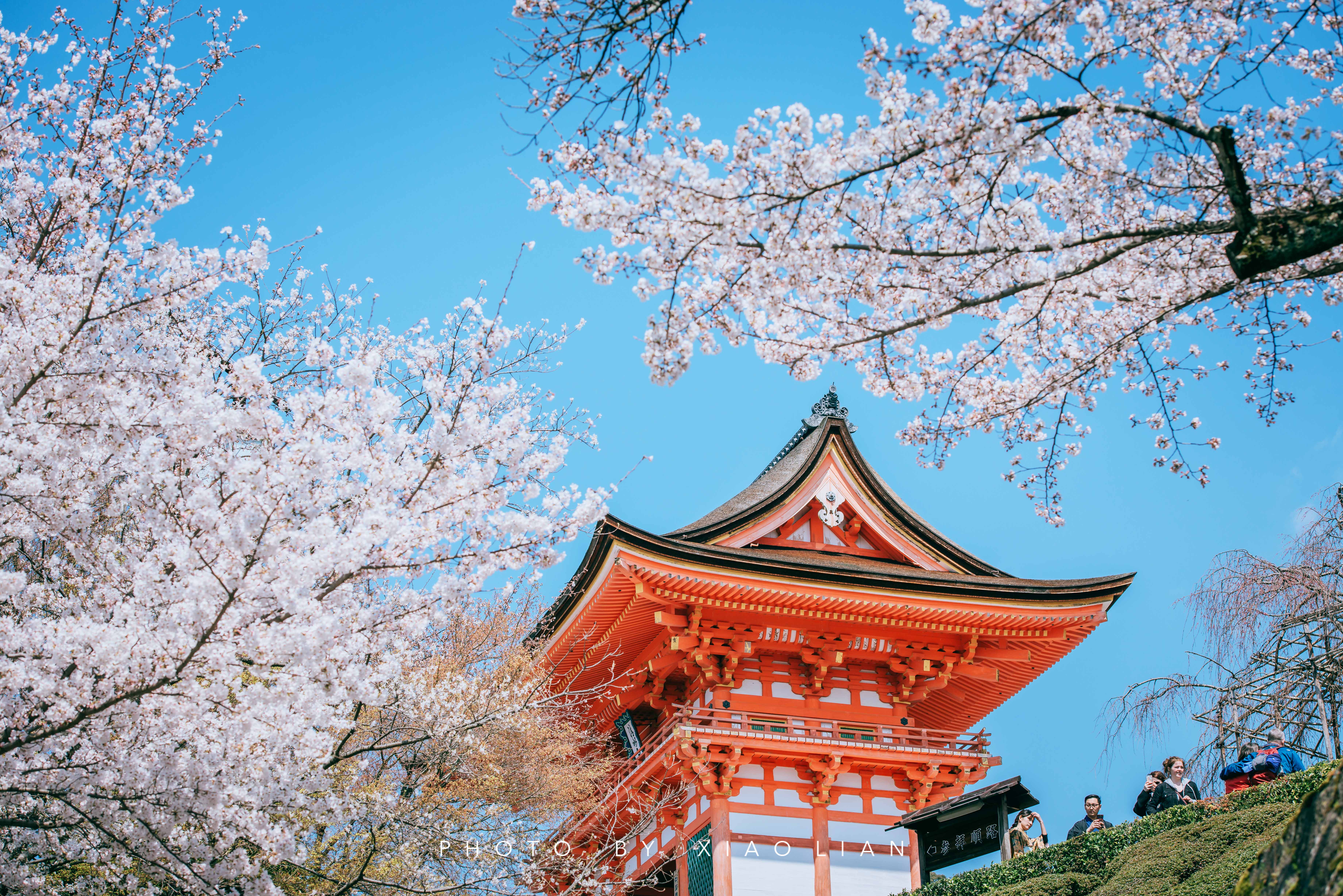 日本 | 慢行关西,赴一场樱之约