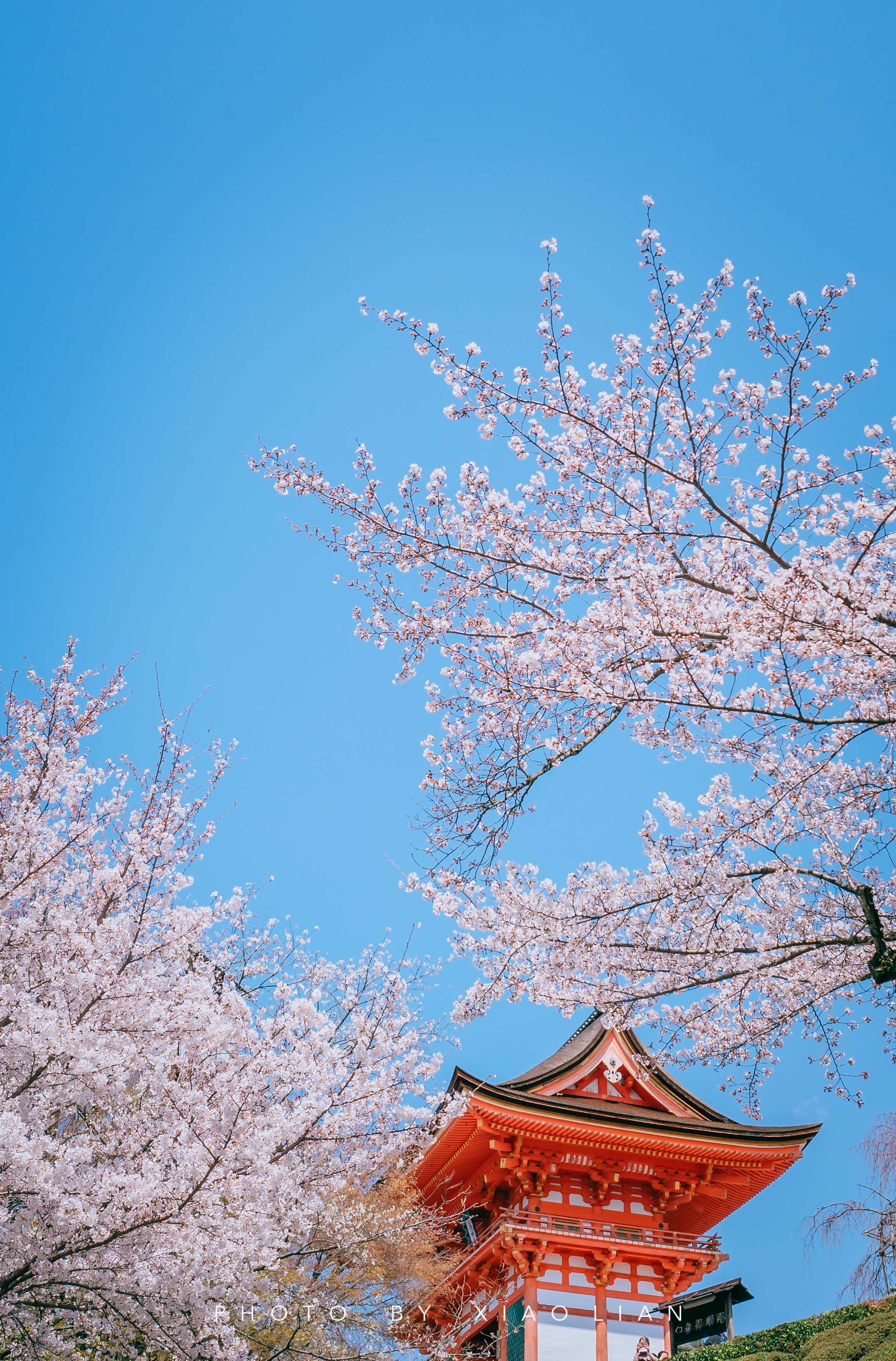 日本 | 慢行关西,赴一场樱之约