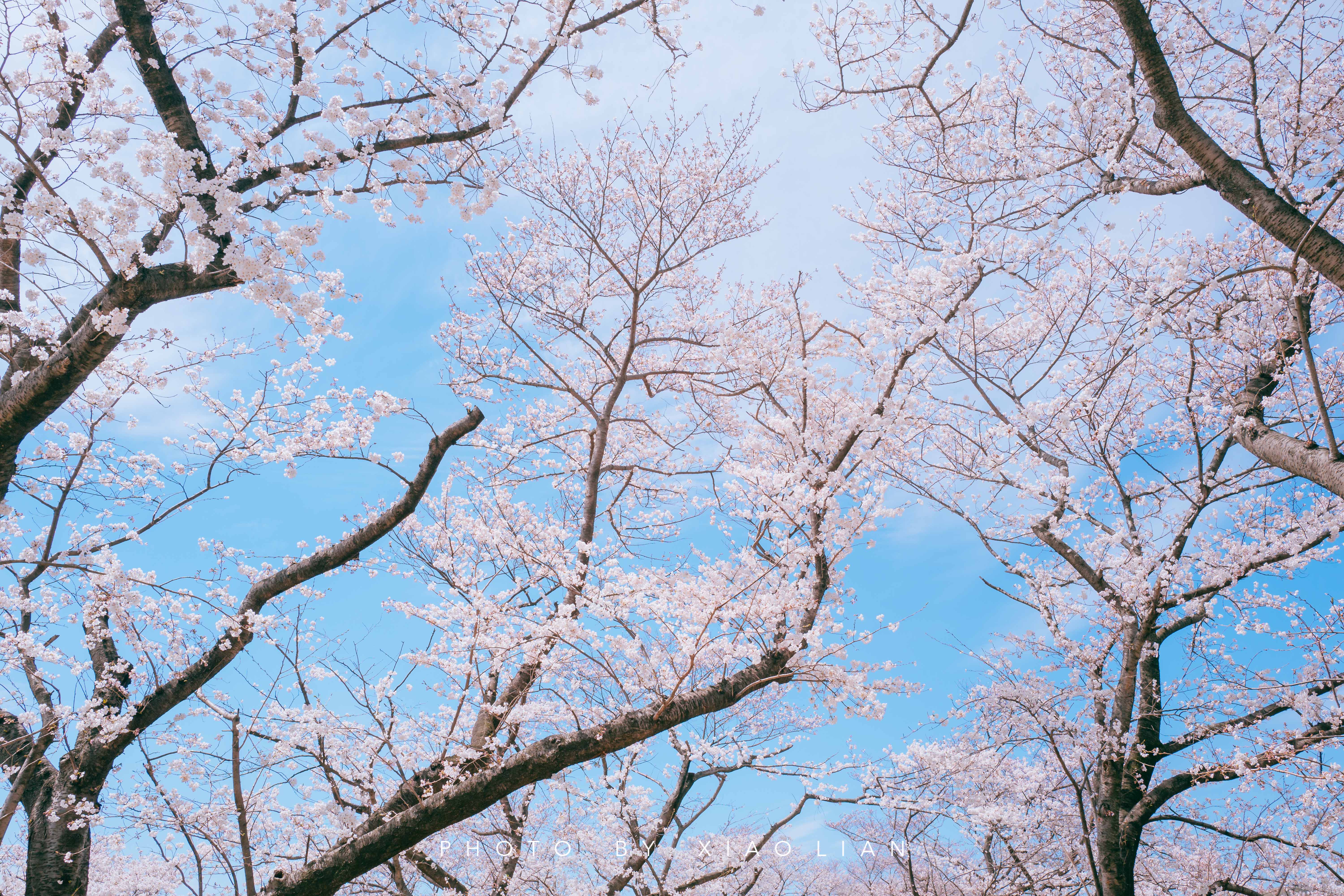 日本 | 慢行关西,赴一场樱之约