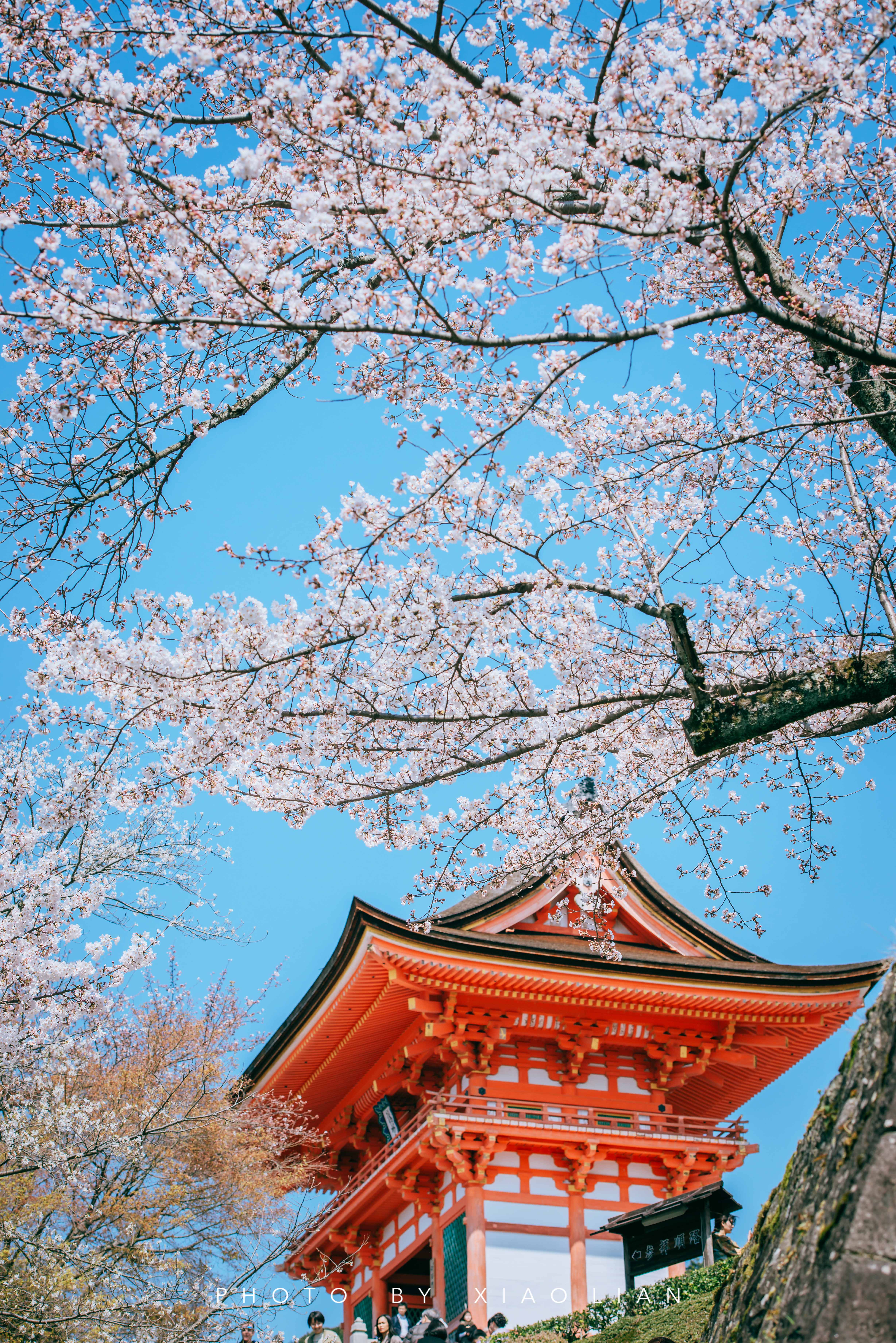 日本 | 慢行关西,赴一场樱之约