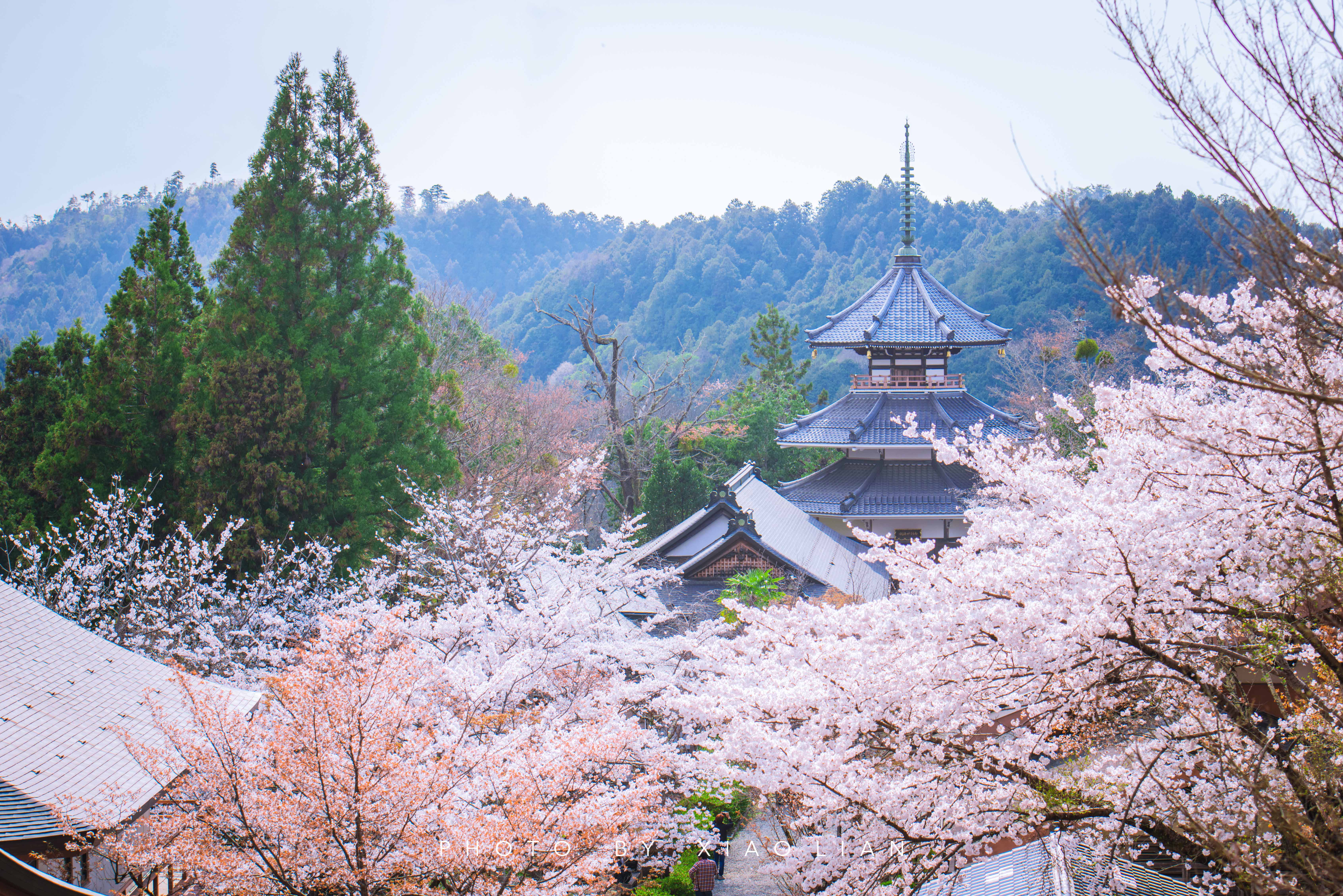 日本 | 慢行关西,赴一场樱之约