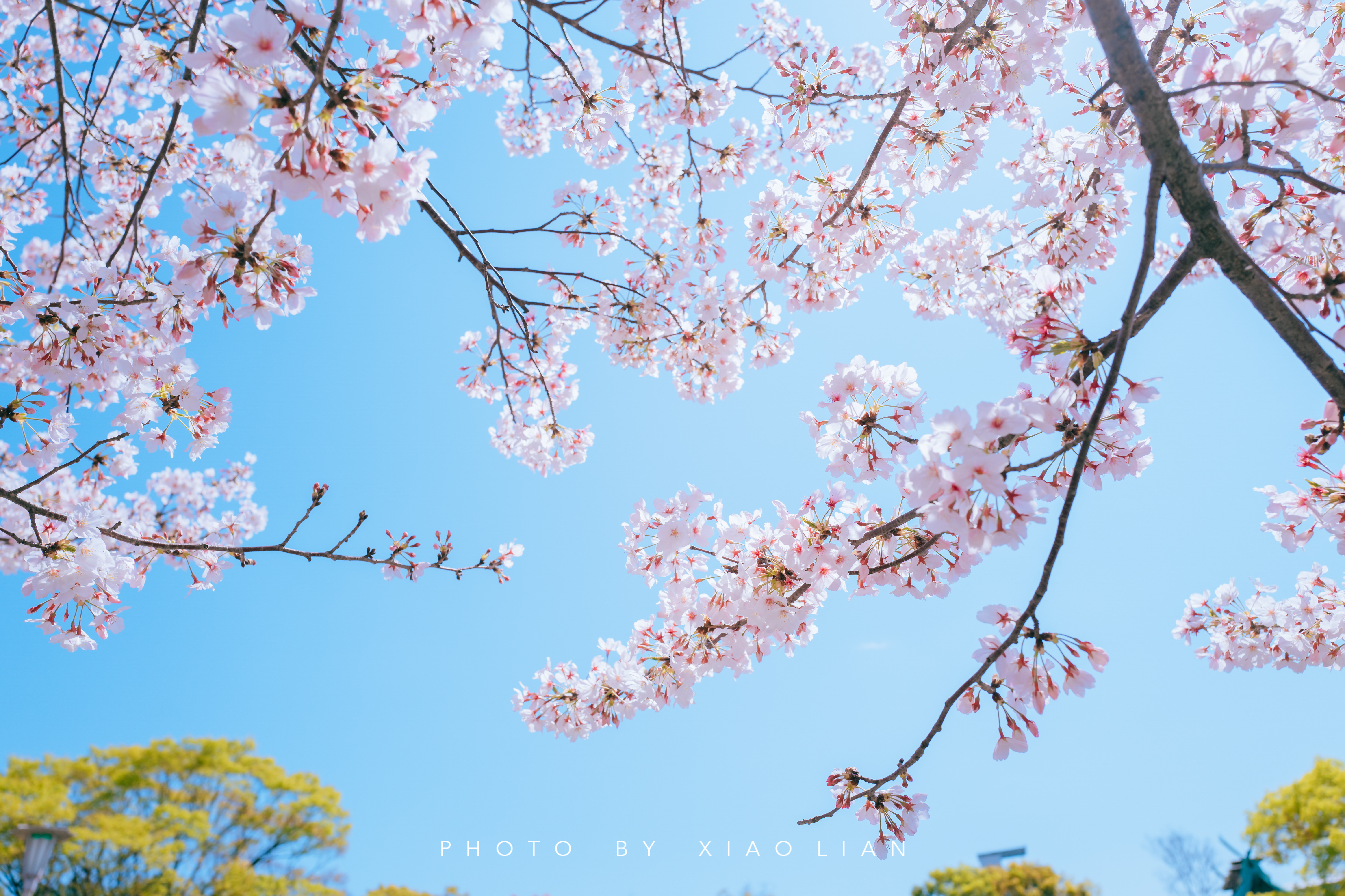 日本 | 慢行关西,赴一场樱之约