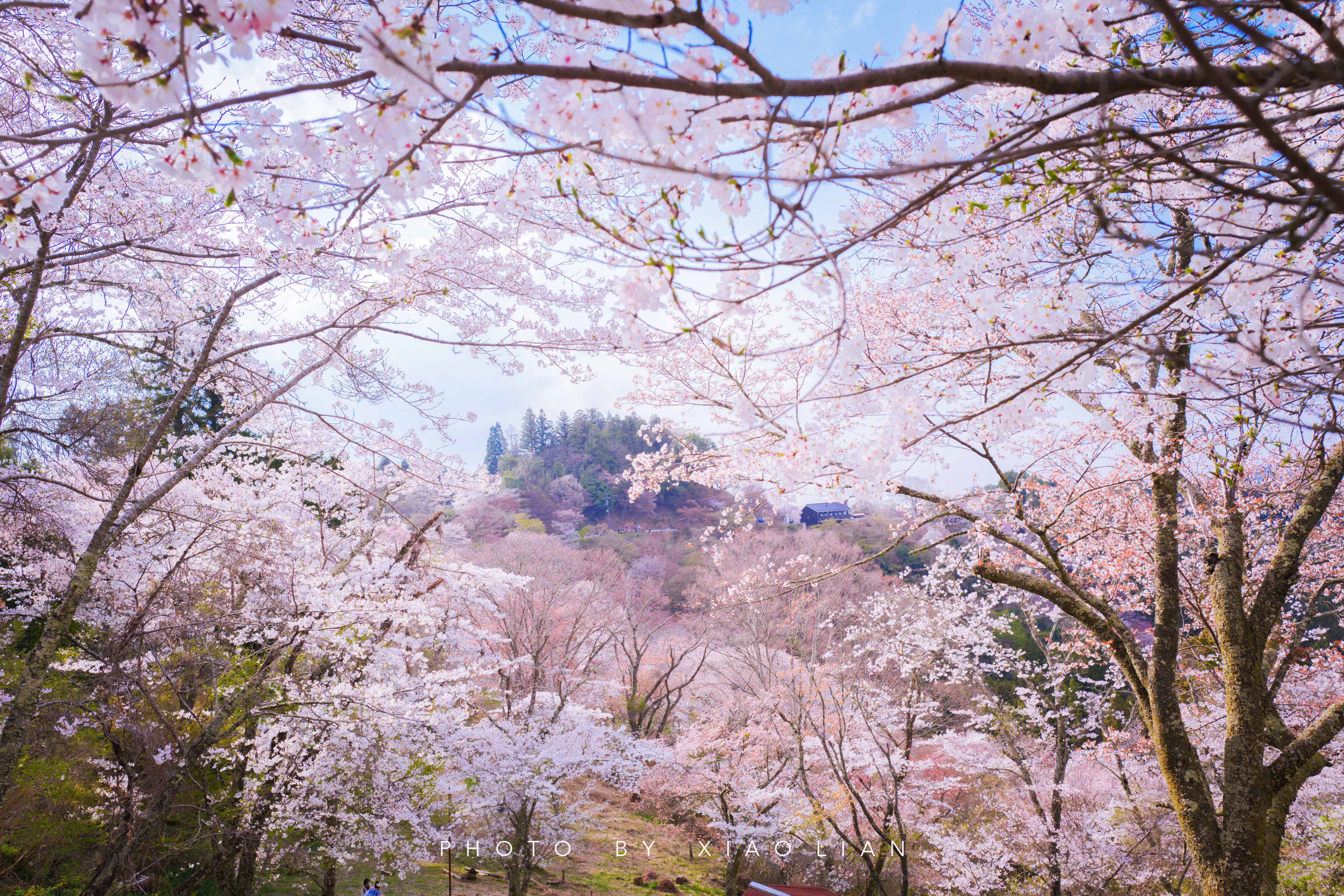 日本 | 慢行关西,赴一场樱之约