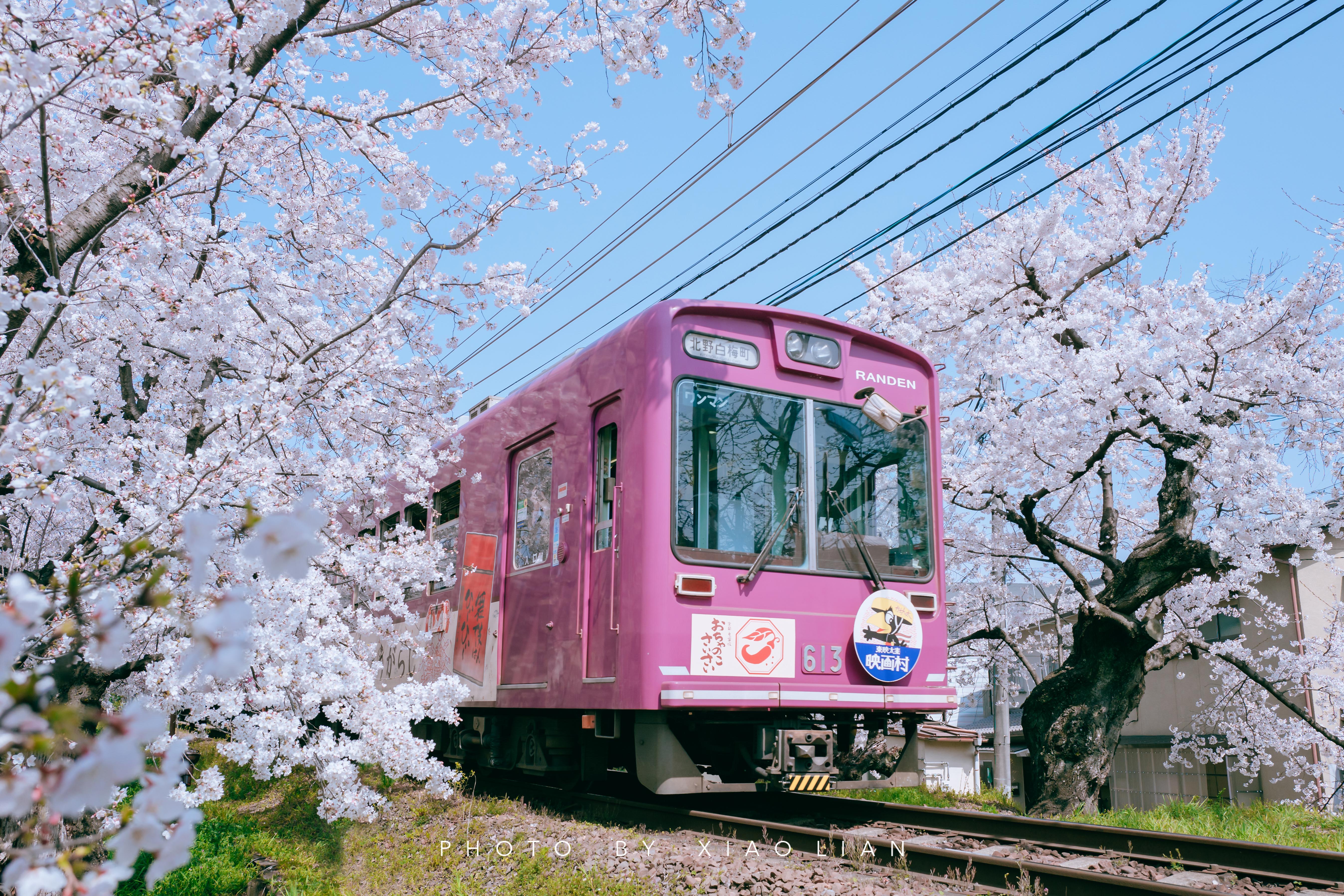 日本 | 慢行关西,赴一场樱之约