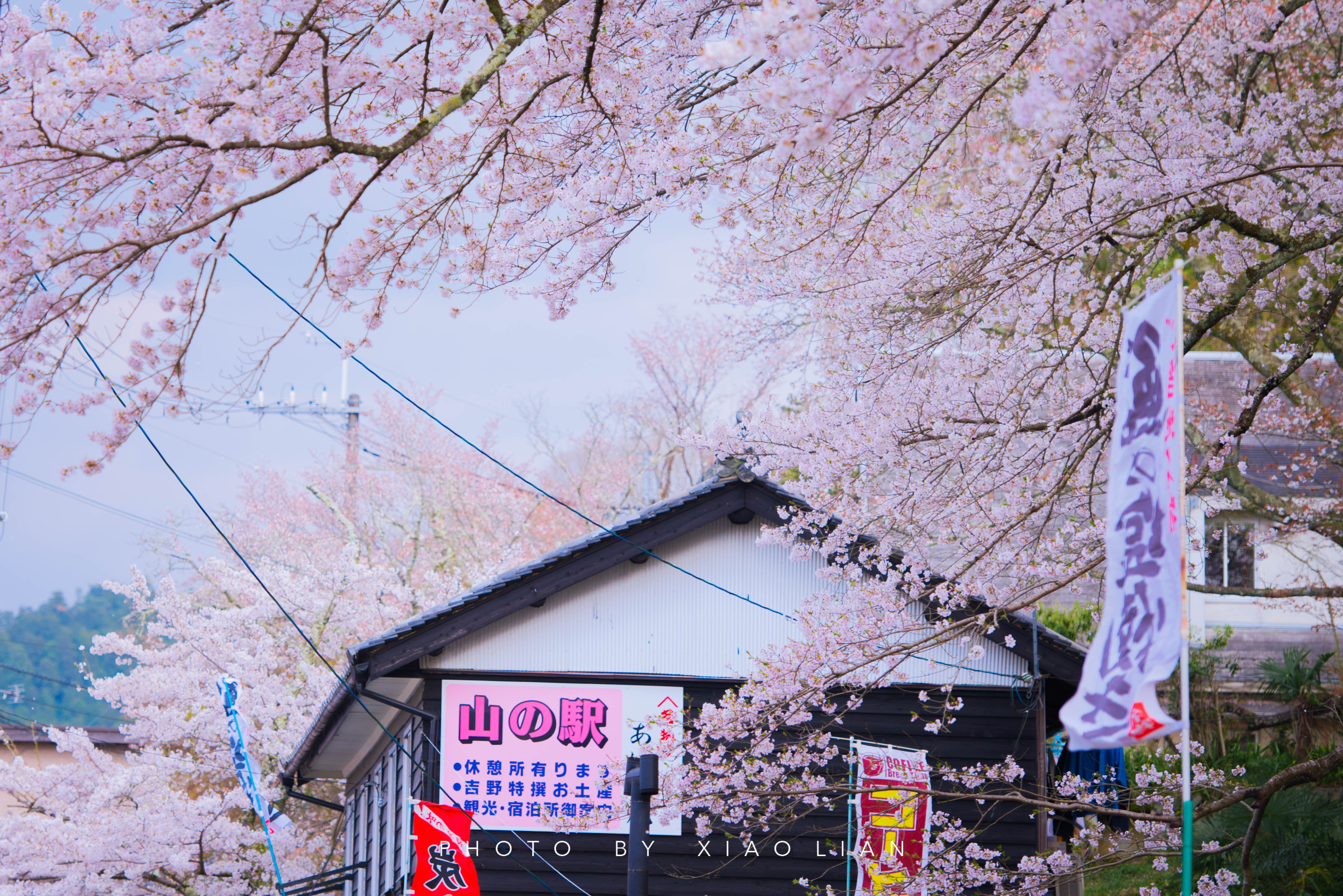 日本 | 慢行关西,赴一场樱之约