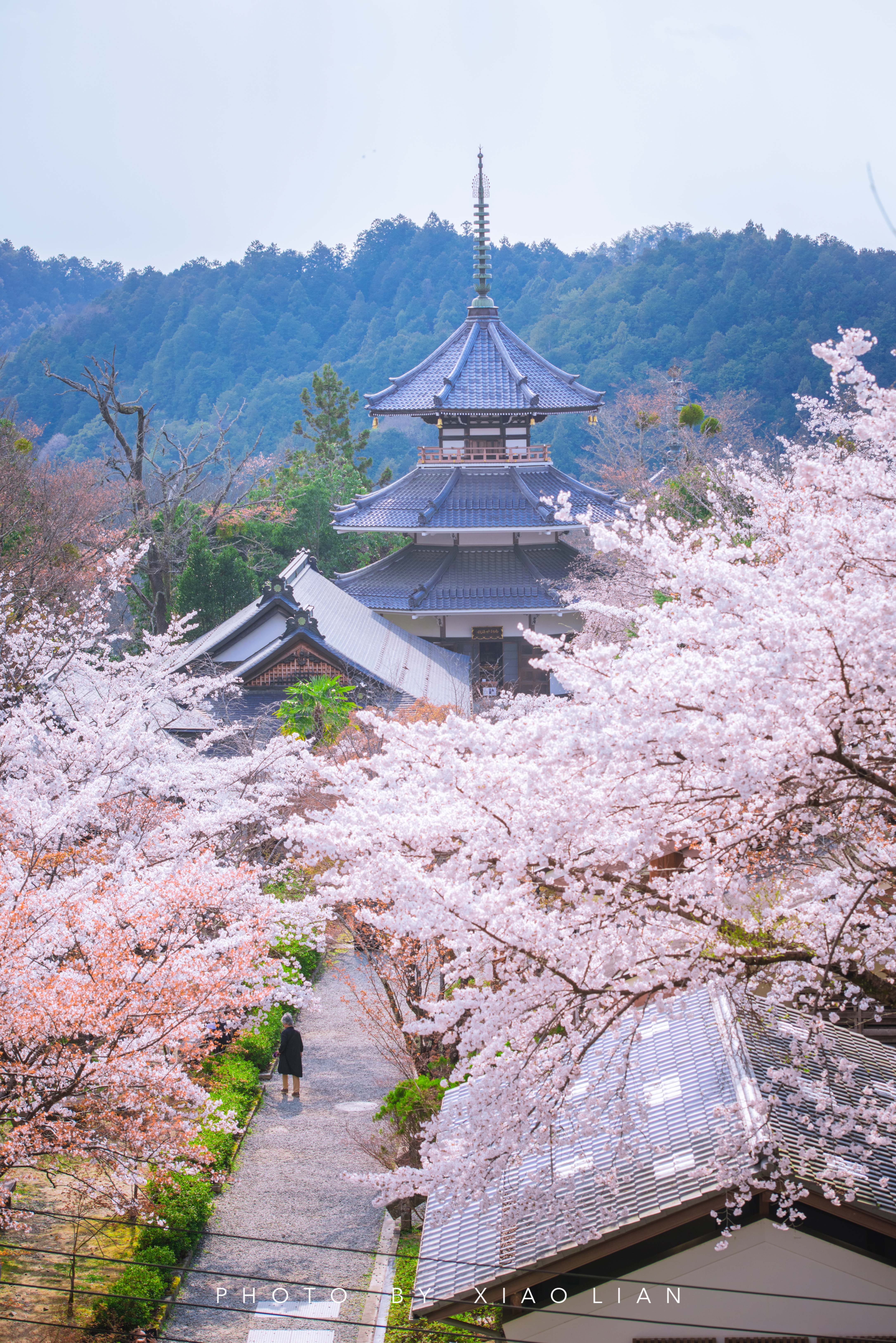 日本 | 慢行关西,赴一场樱之约