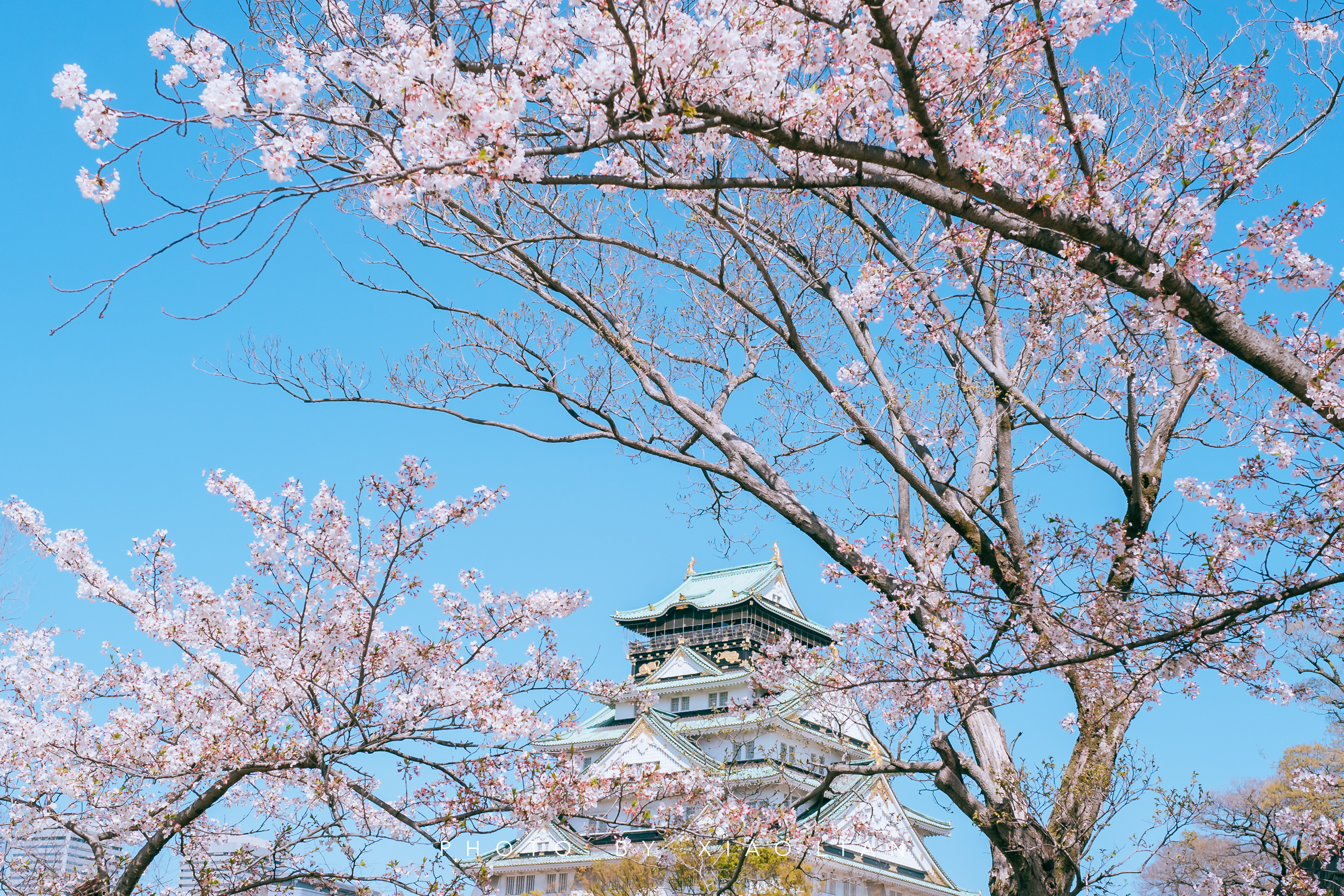 日本 | 慢行关西,赴一场樱之约