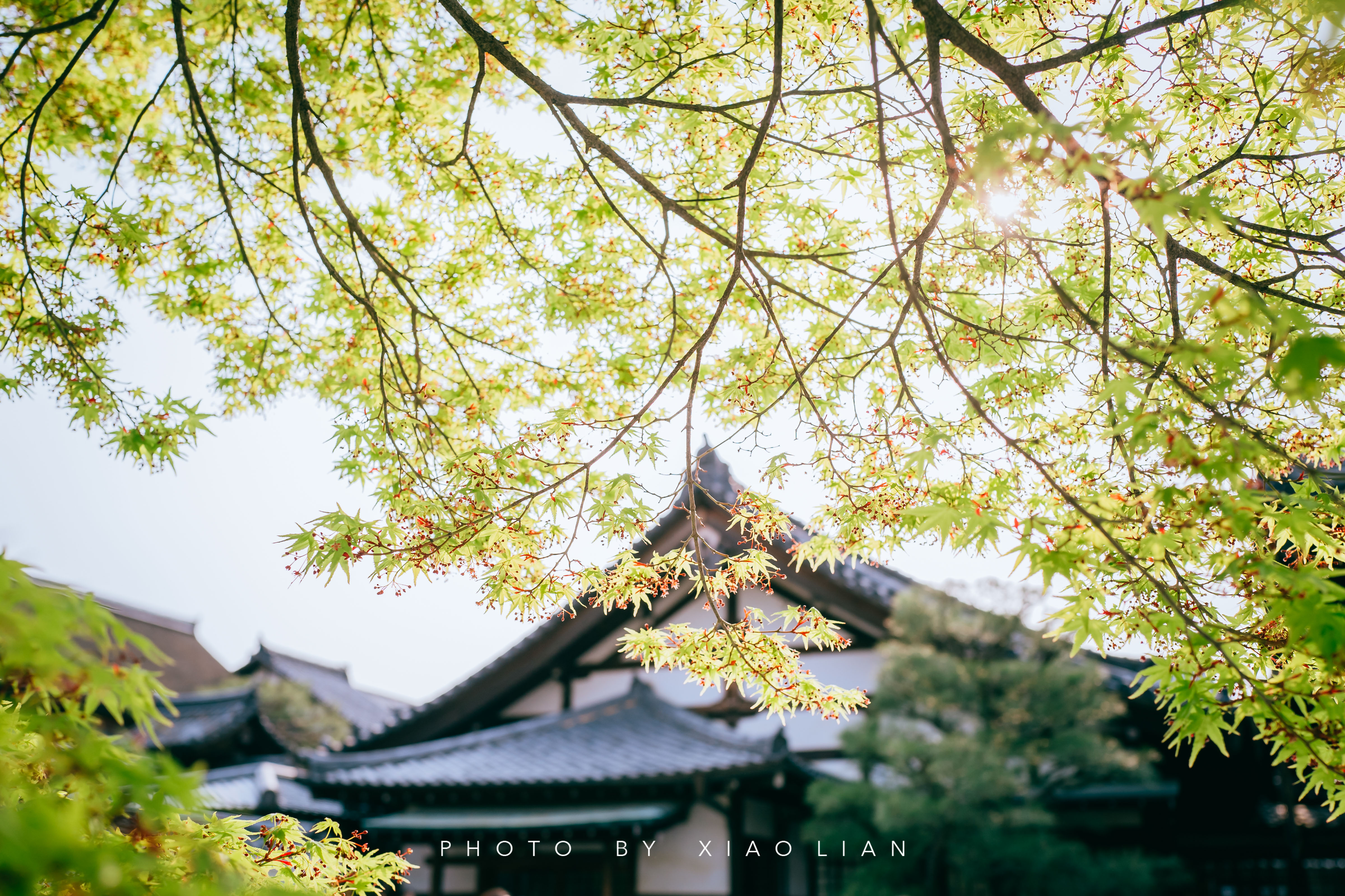 日本 | 慢行关西,赴一场樱之约
