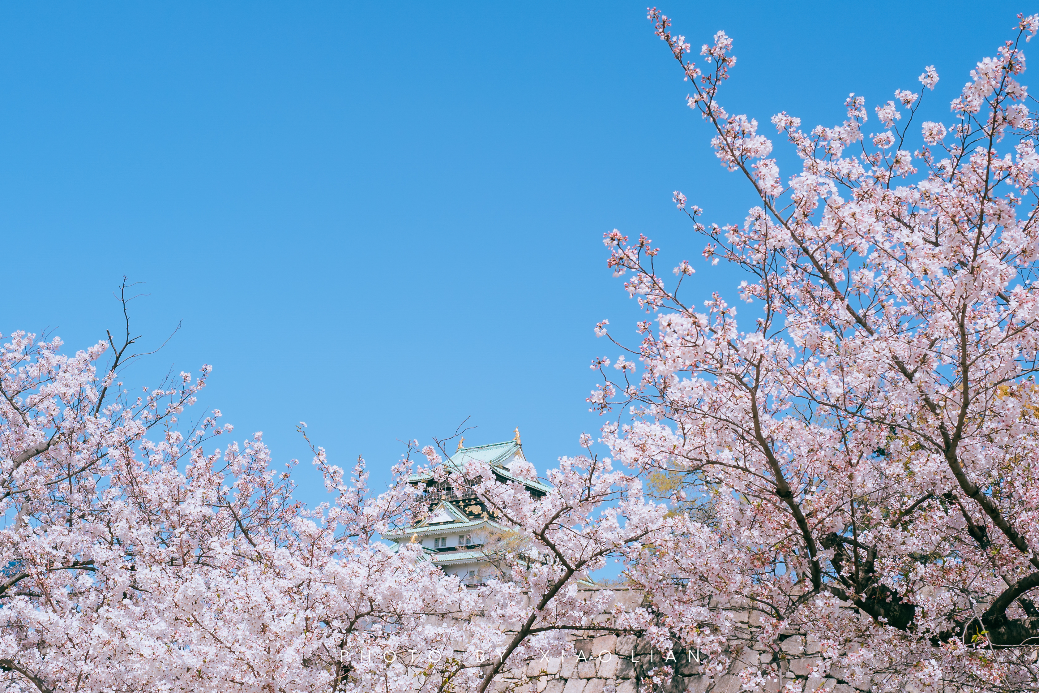 日本 | 慢行关西,赴一场樱之约