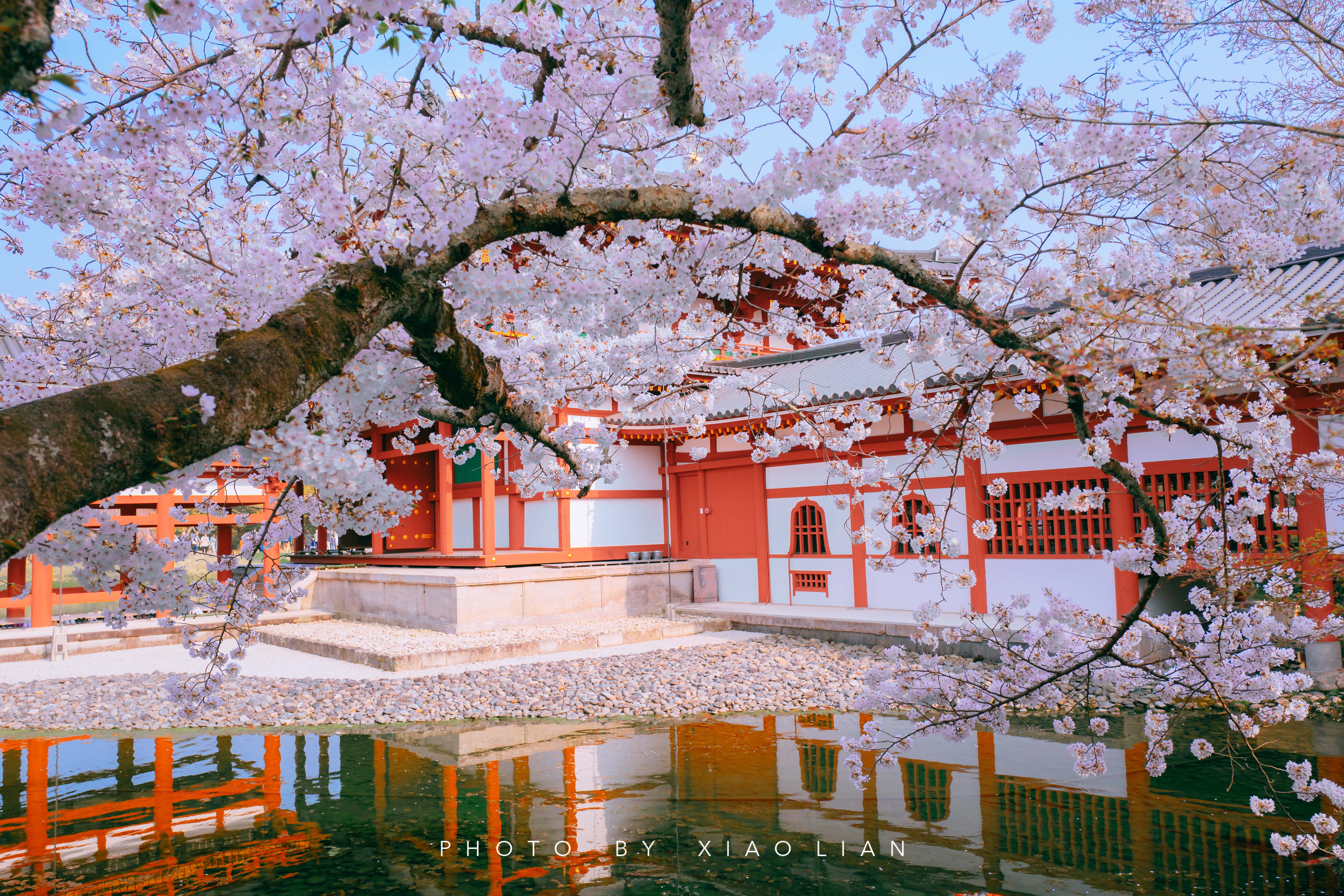 日本 | 慢行关西,赴一场樱之约