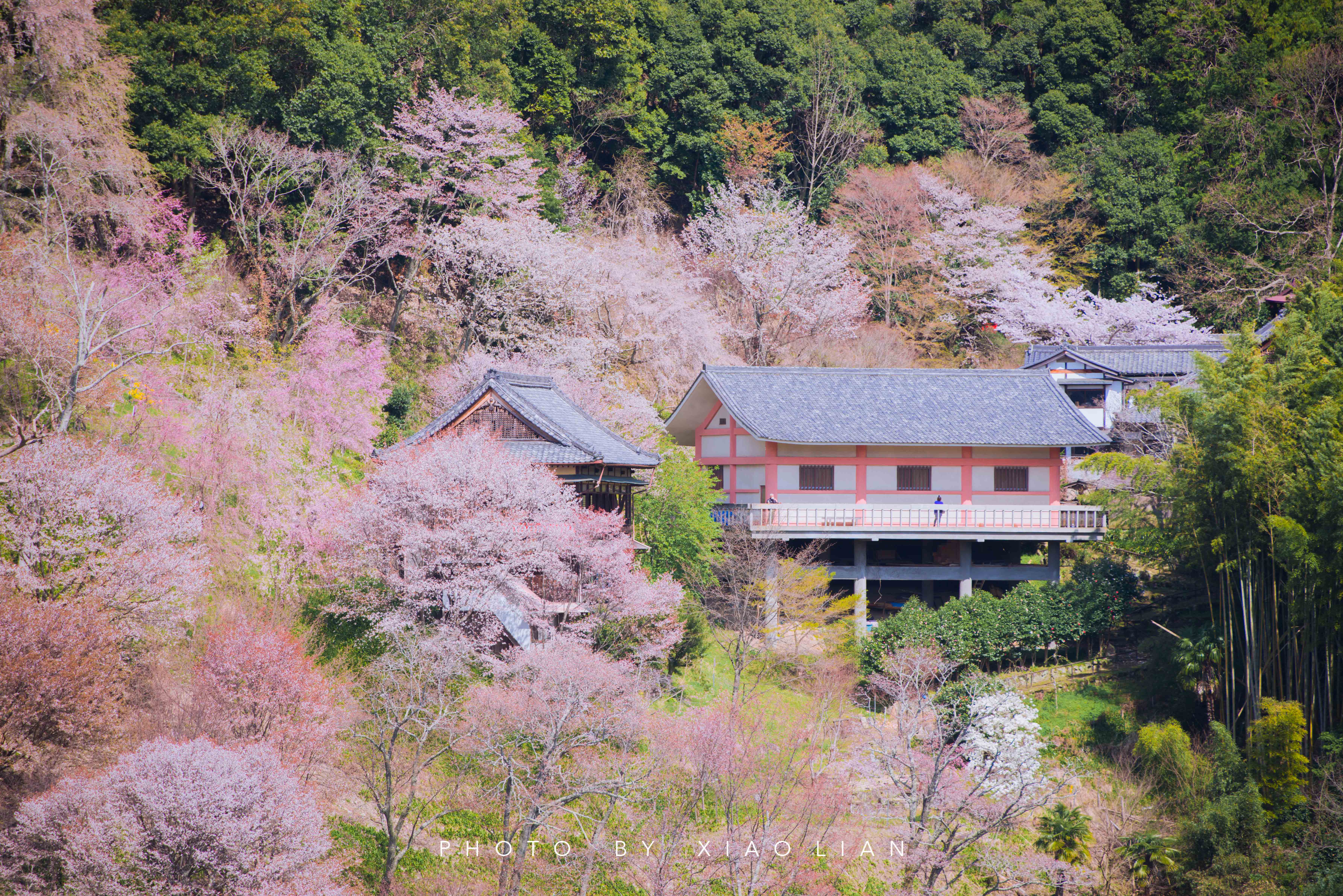 日本 | 慢行关西,赴一场樱之约