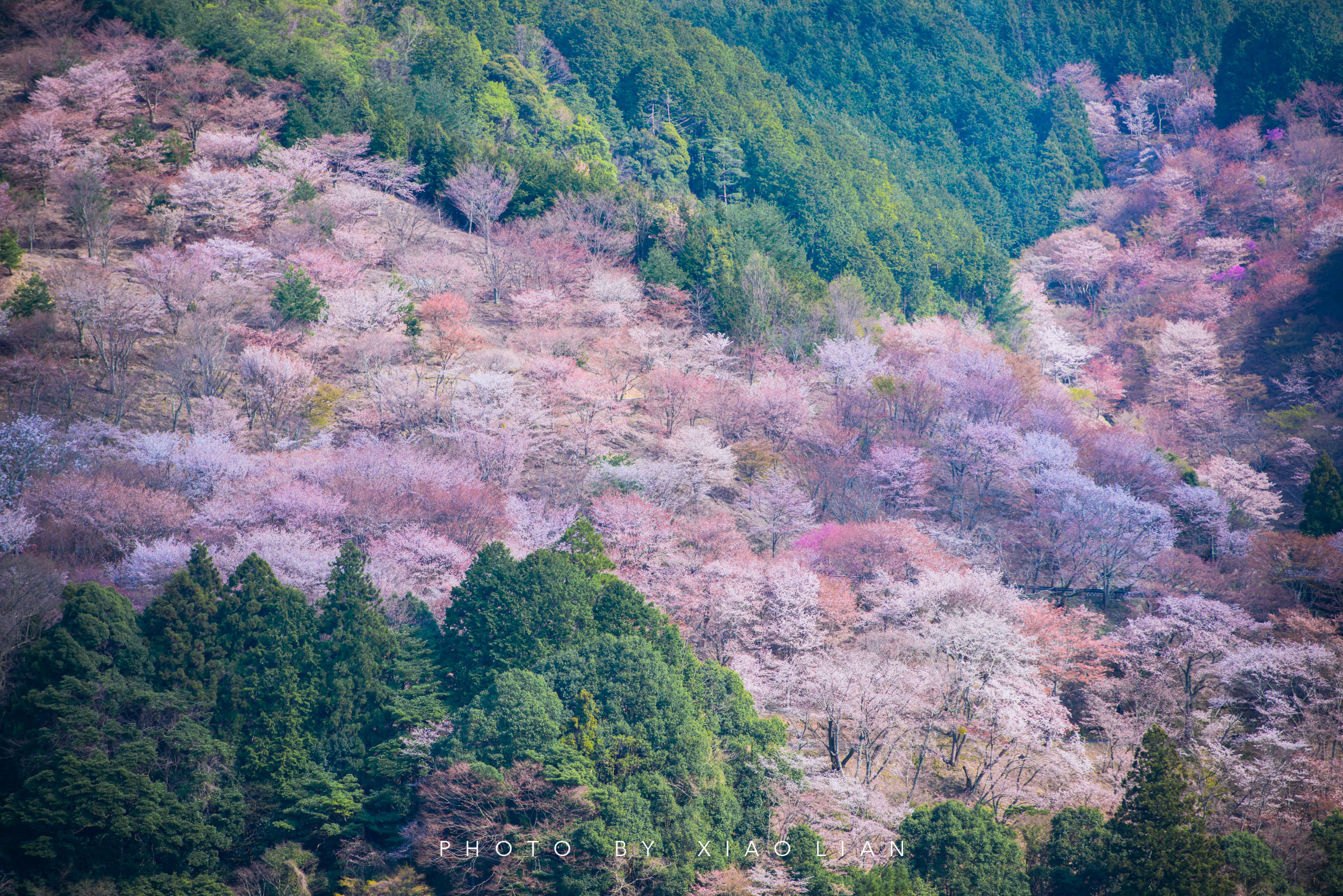 日本 | 慢行关西,赴一场樱之约