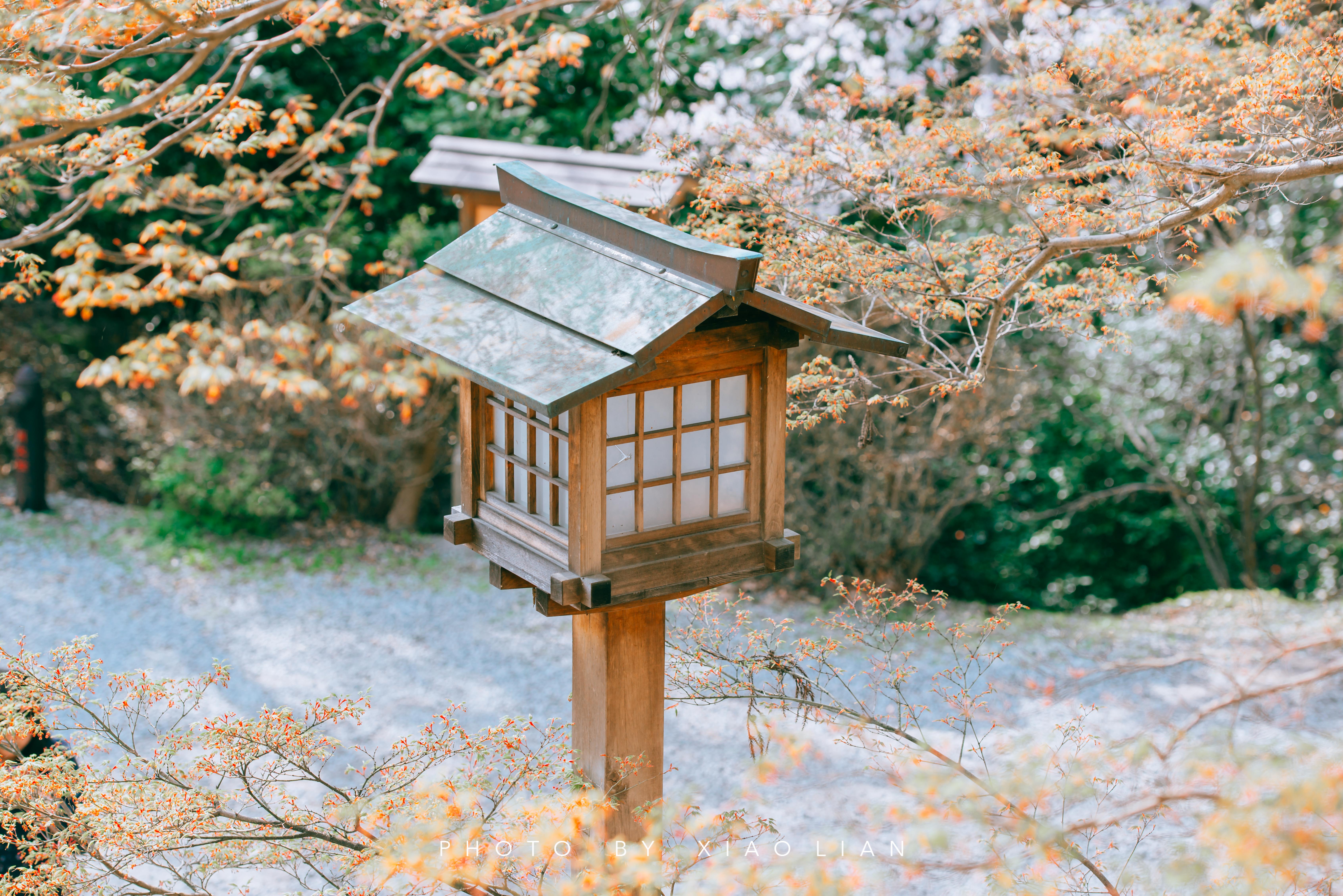 日本 | 慢行关西,赴一场樱之约