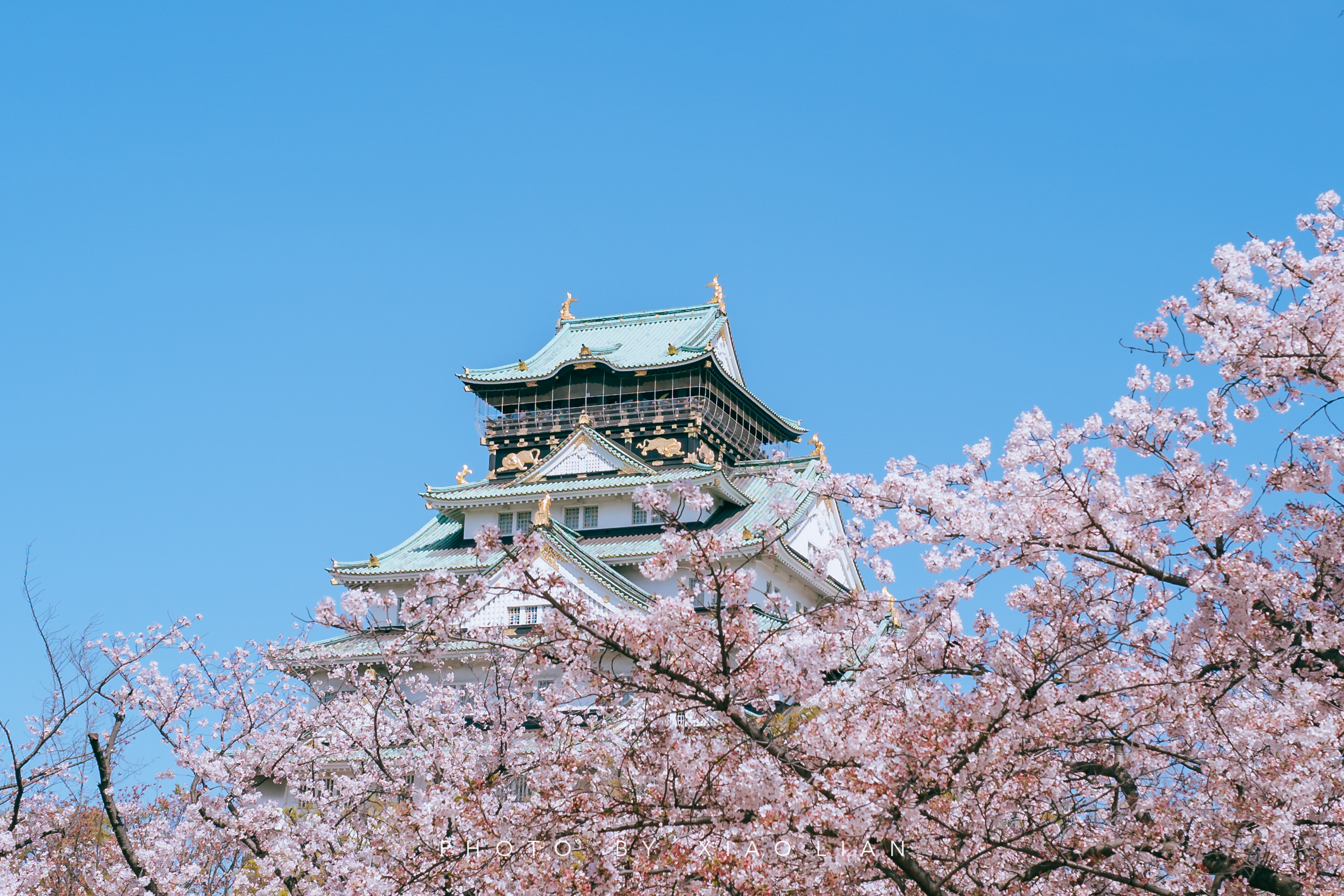 日本 | 慢行关西,赴一场樱之约