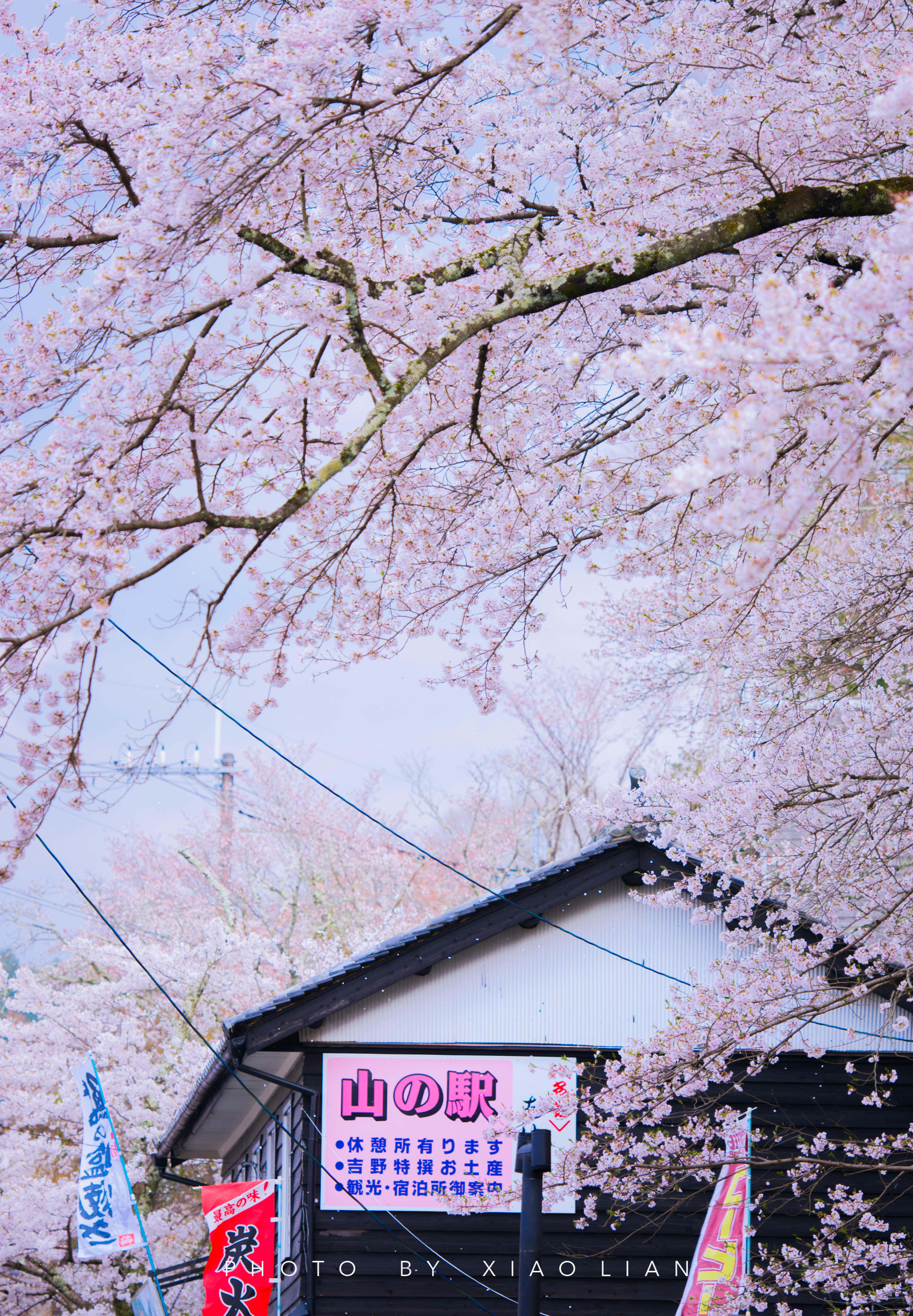日本 | 慢行关西,赴一场樱之约