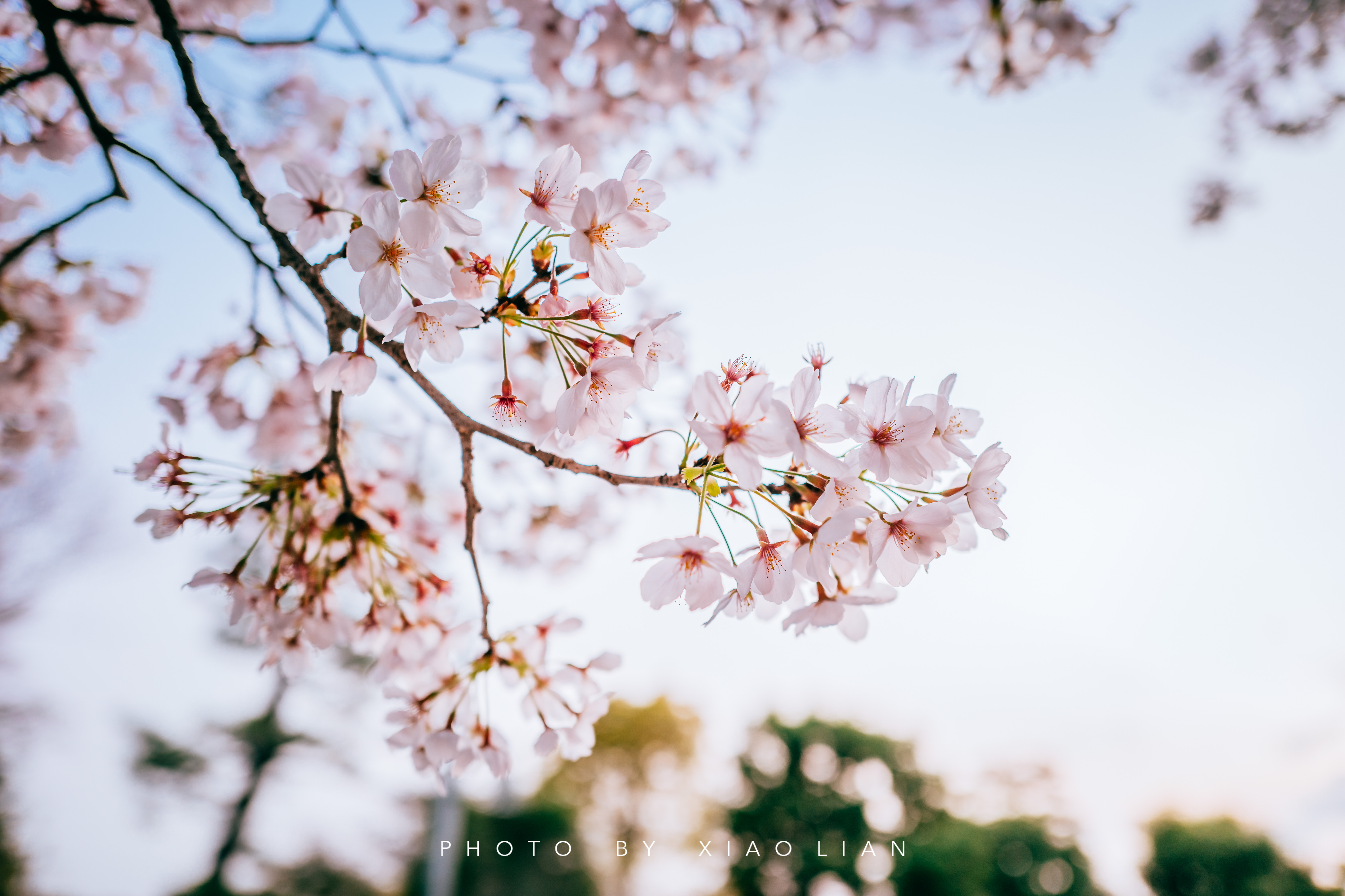 日本 | 慢行关西,赴一场樱之约
