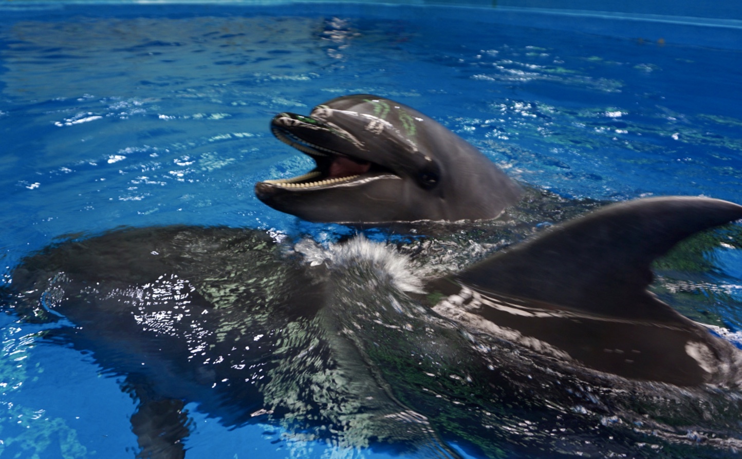 昆明海豚湾图片
