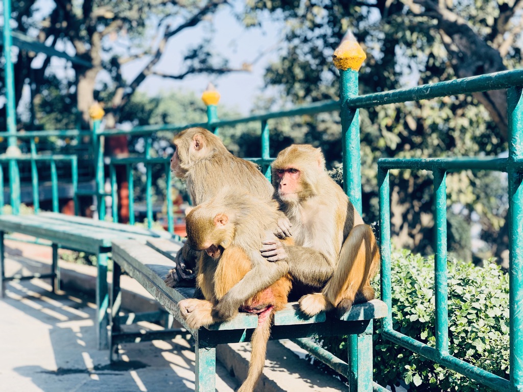 修心之旅-尼泊尔