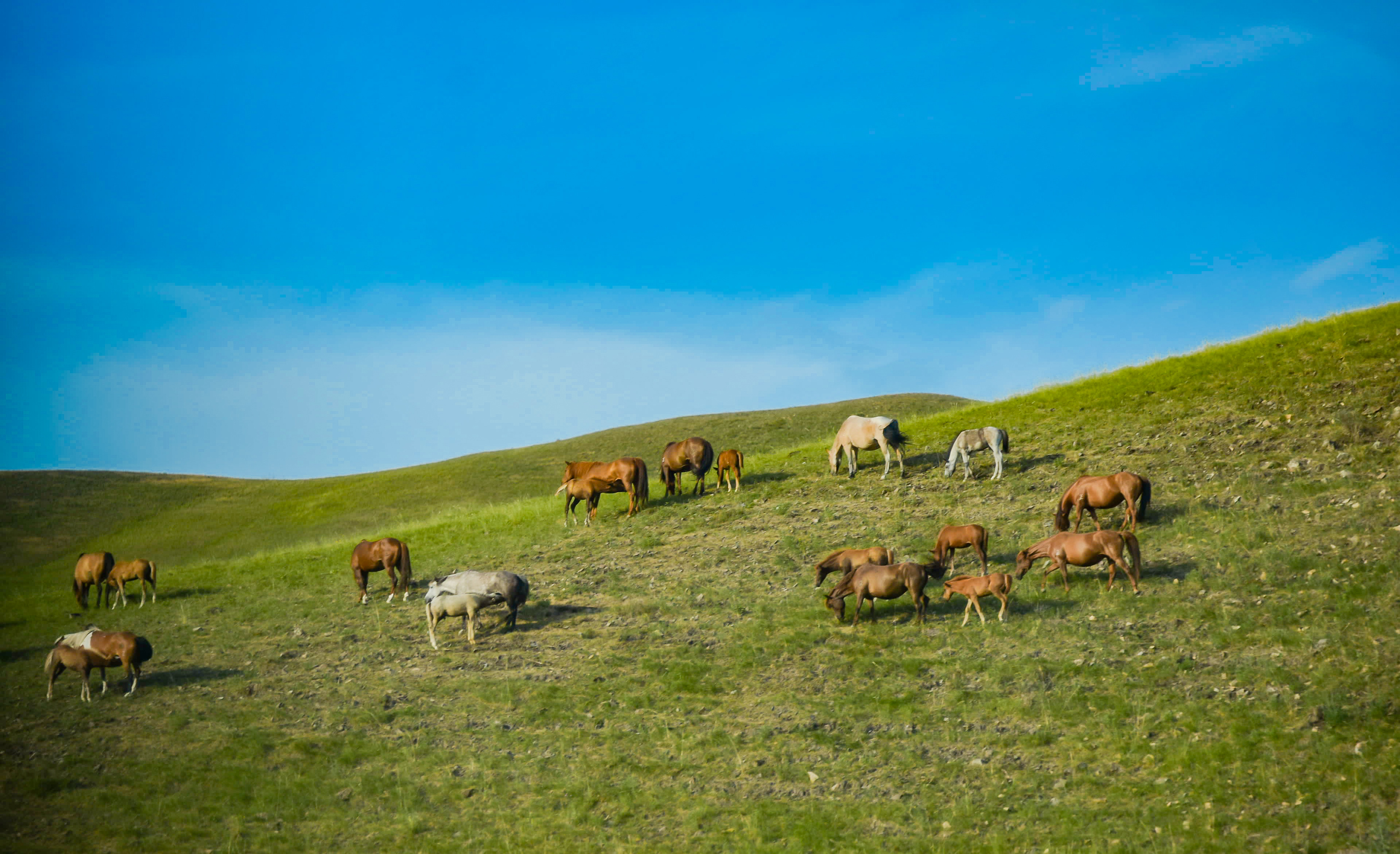 有一种旅行,叫夏天去呼伦贝尔大草原撒欢儿,俄罗斯旅游攻略-游侠客