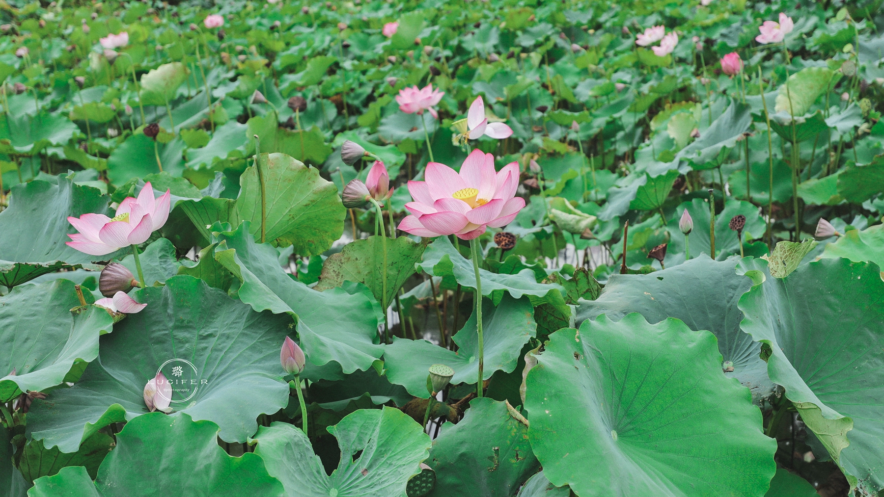 南京溧水:明媚欢脱的童年,与姥姥一块撒欢的夏季..