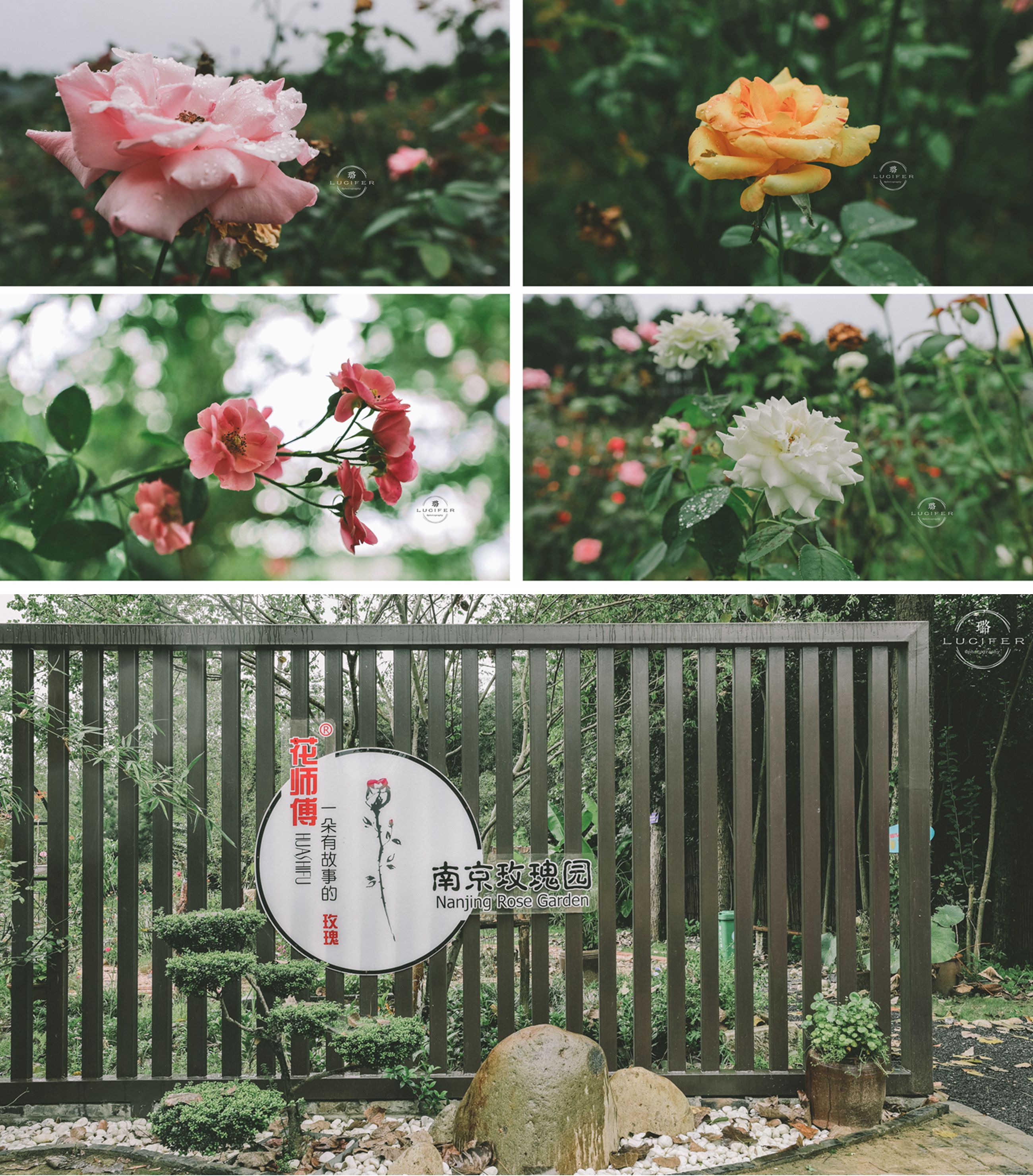 南京溧水:明媚欢脱的童年,与姥姥一块撒欢的夏季..