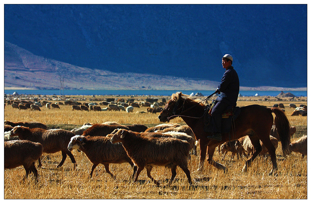 可可拖海的牧羊人图片