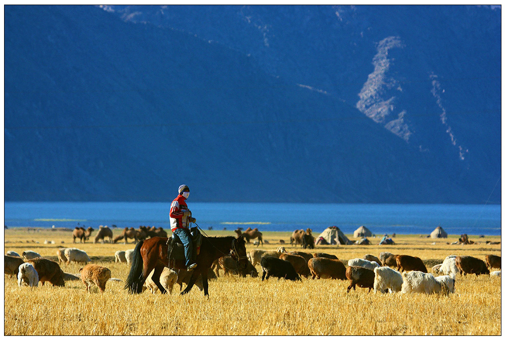 qq托海牧羊人图片