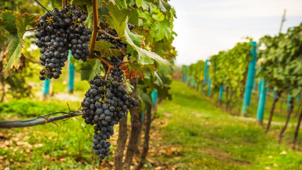 <a target='_blank' href='https://bbs.youxiake.com/mdd/702.html'>格鲁吉亚</a>