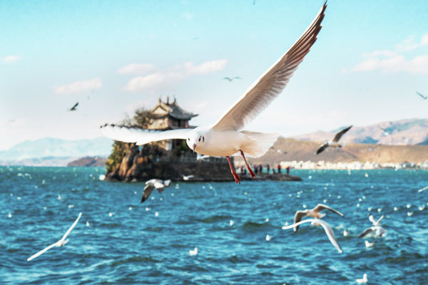 <a target='_blank' href='https://bbs.youxiake.com/mdd/1228.html'>大理</a>