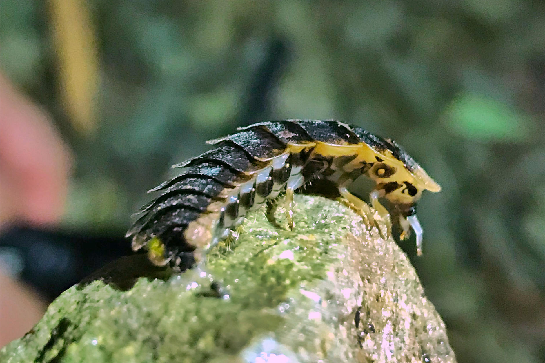 四川有哪些可以看萤火虫的地方呢?