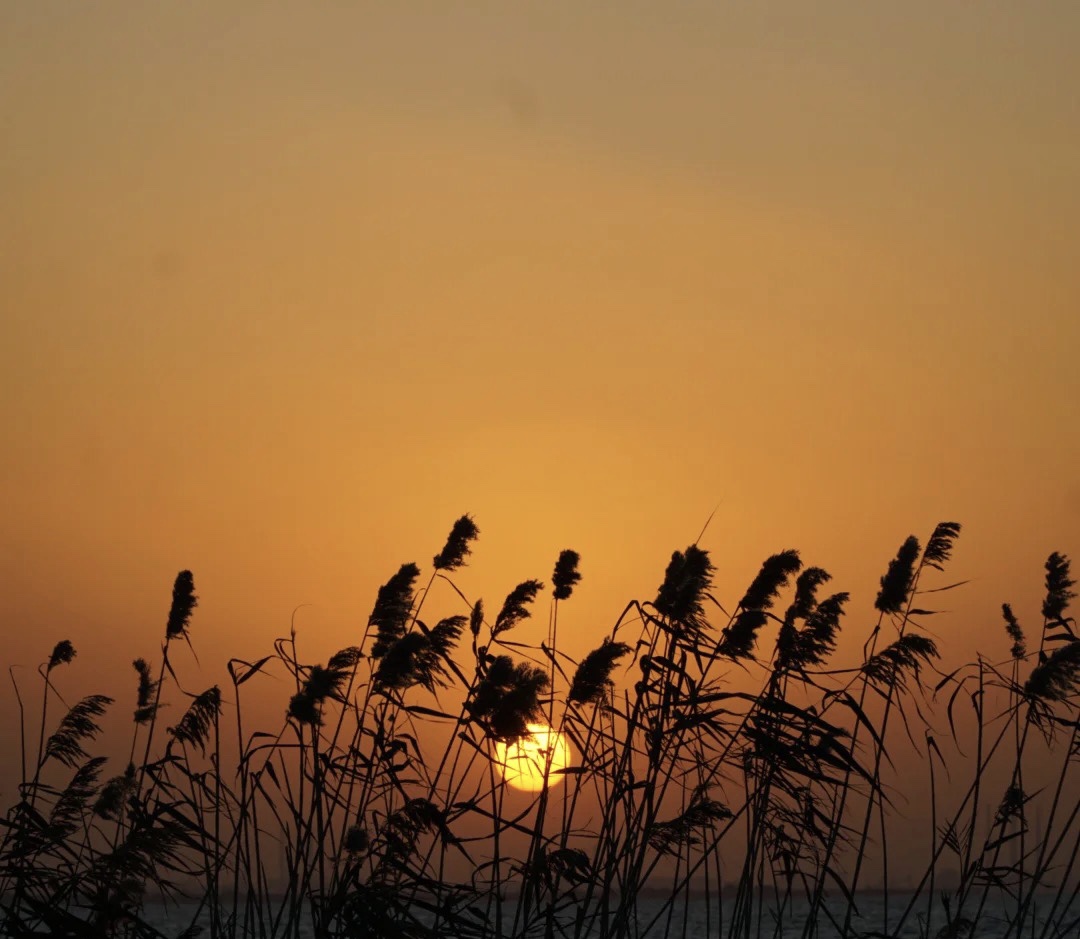 <a target='_blank' href='https://bbs.youxiake.com/mdd/2281.html'>崇明岛</a>