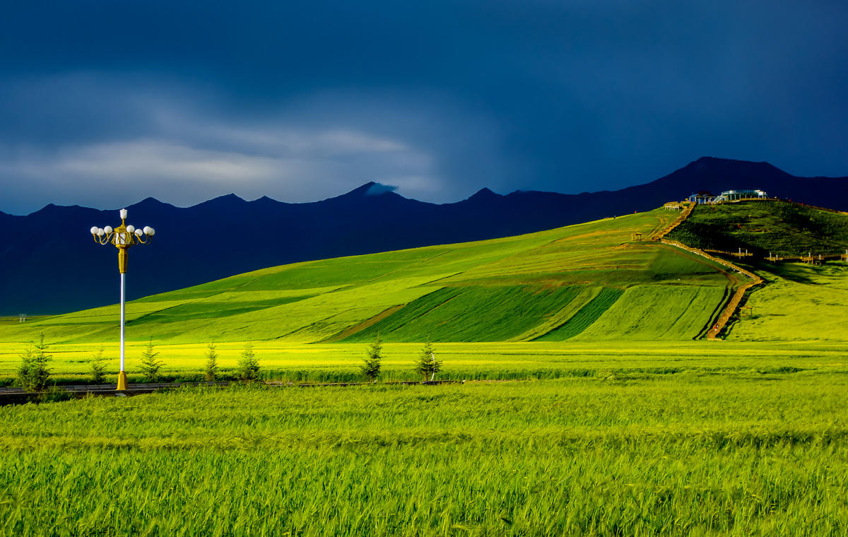 <a target='_blank' href='https://bbs.youxiake.com/mdd/1049.html'>门源油菜花海</a>