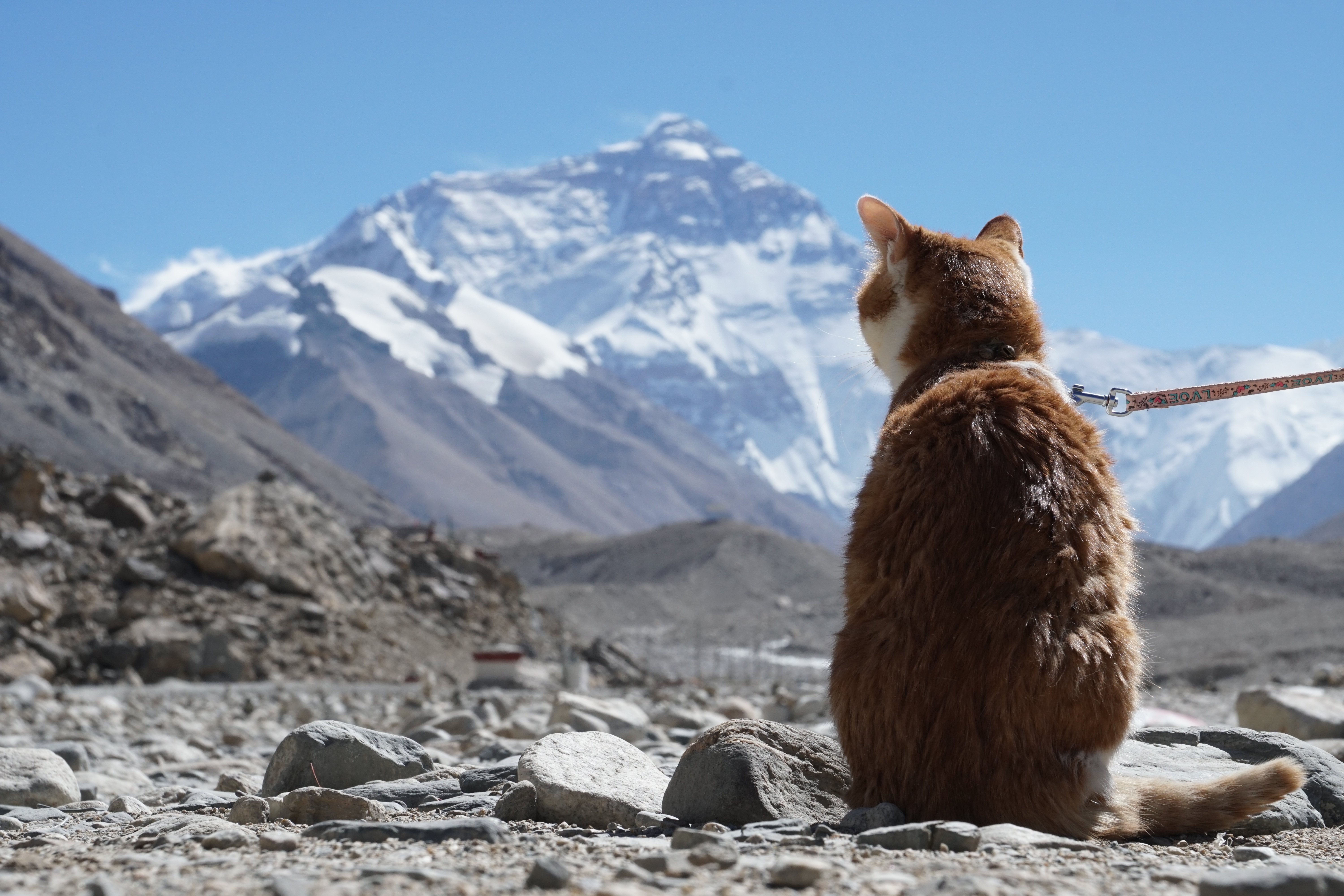 <a target='_blank' href='https://bbs.youxiake.com/mdd/562.html'>珠峰大本营</a>